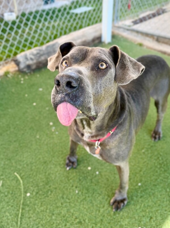 Picture of the Animal Listed