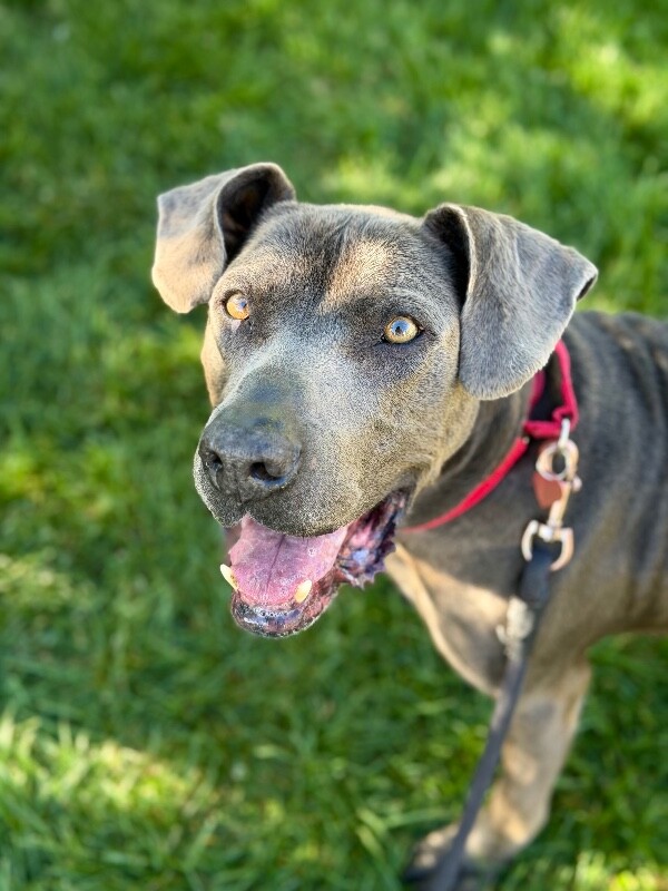 Picture of the Animal Listed