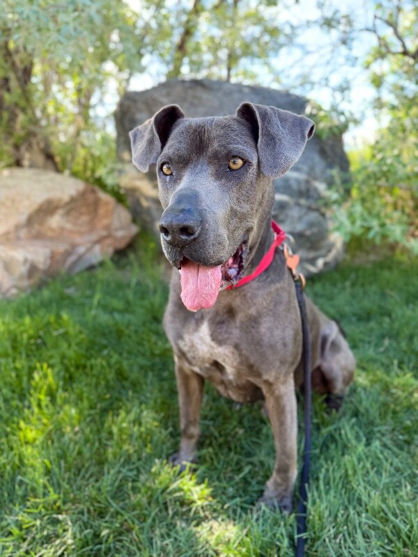 Picture of the Animal Listed