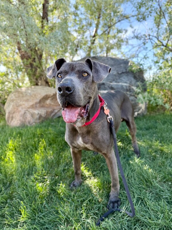 Picture of the Animal Listed