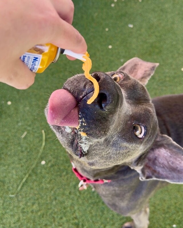 Picture of the Animal Listed