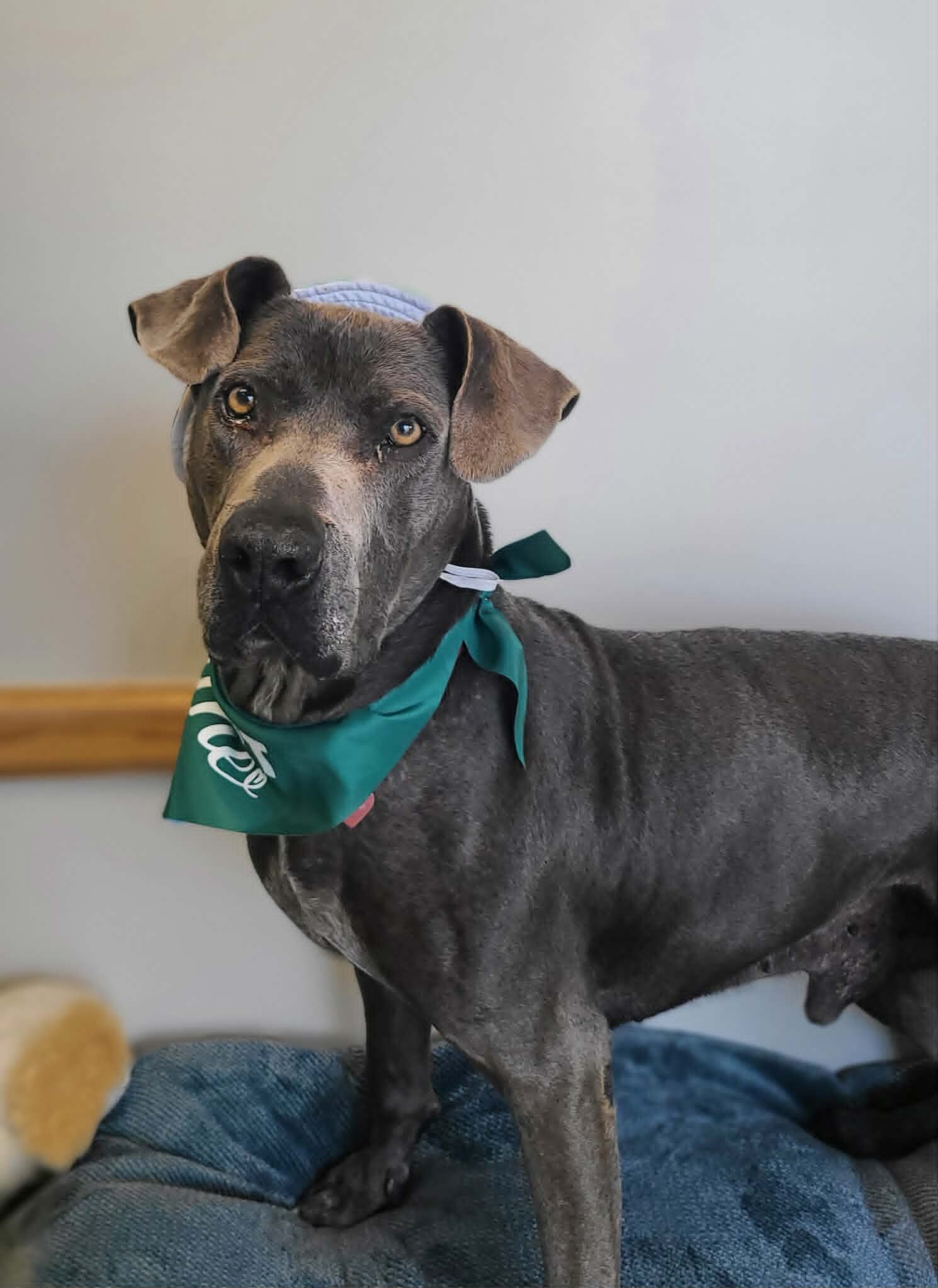 Picture of the Animal Listed