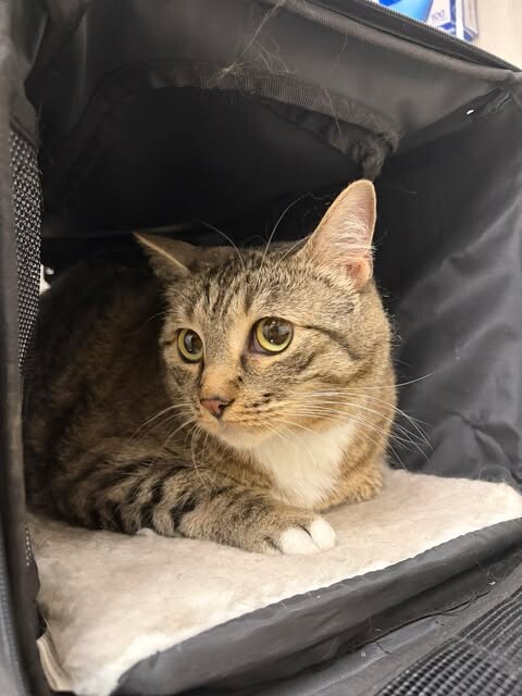 Picture of the Animal Listed