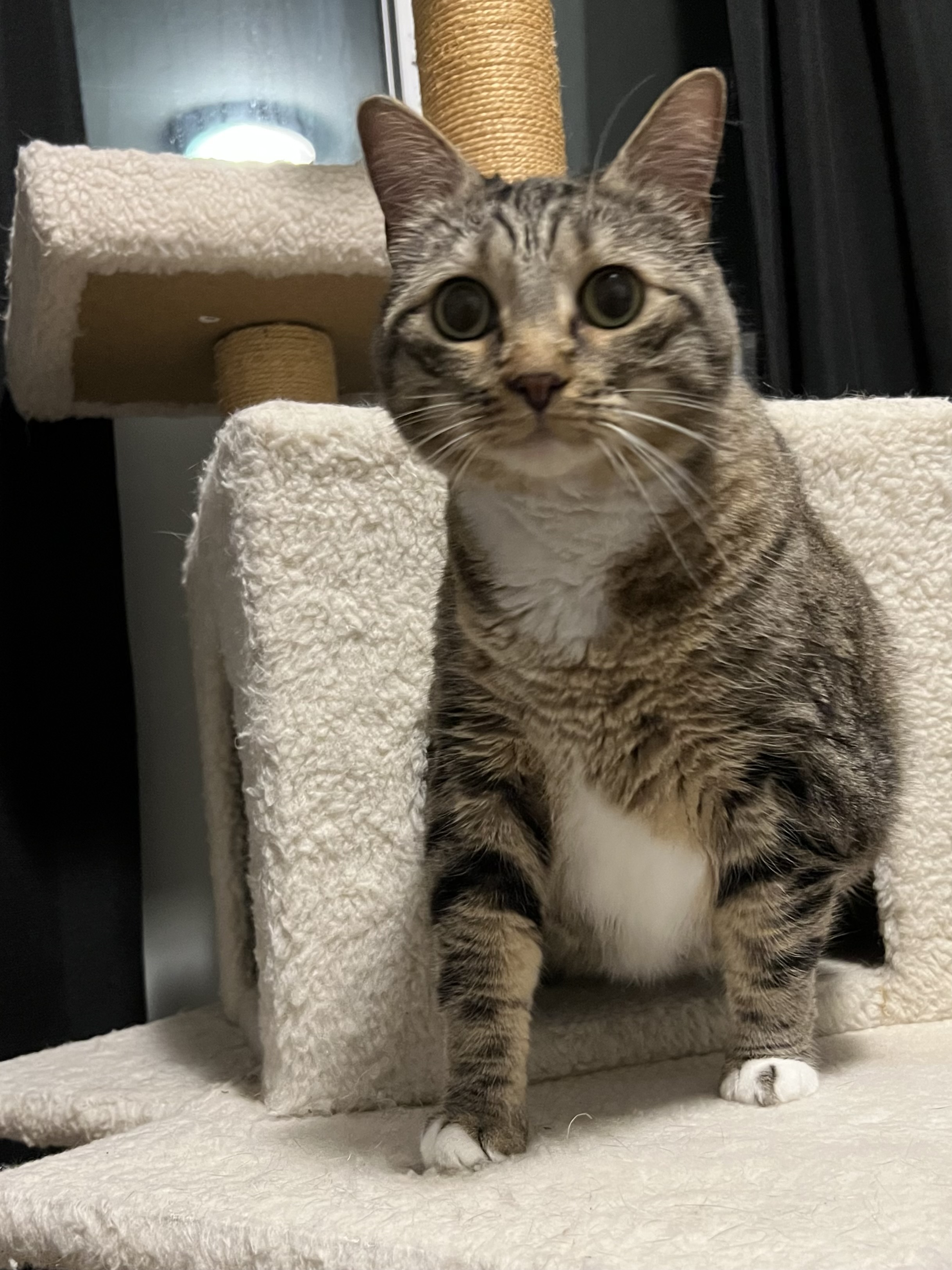 Picture of the Animal Listed