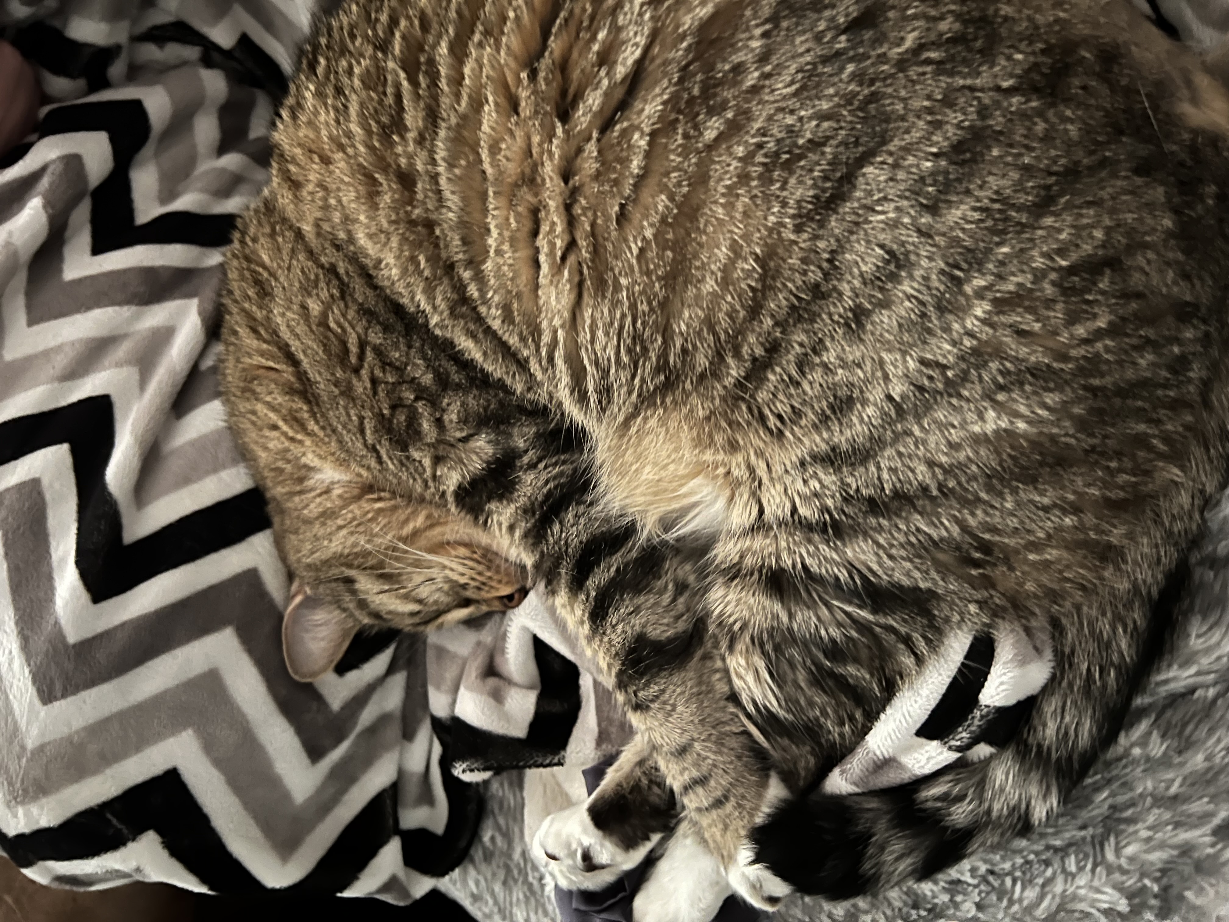 Picture of the Animal Listed