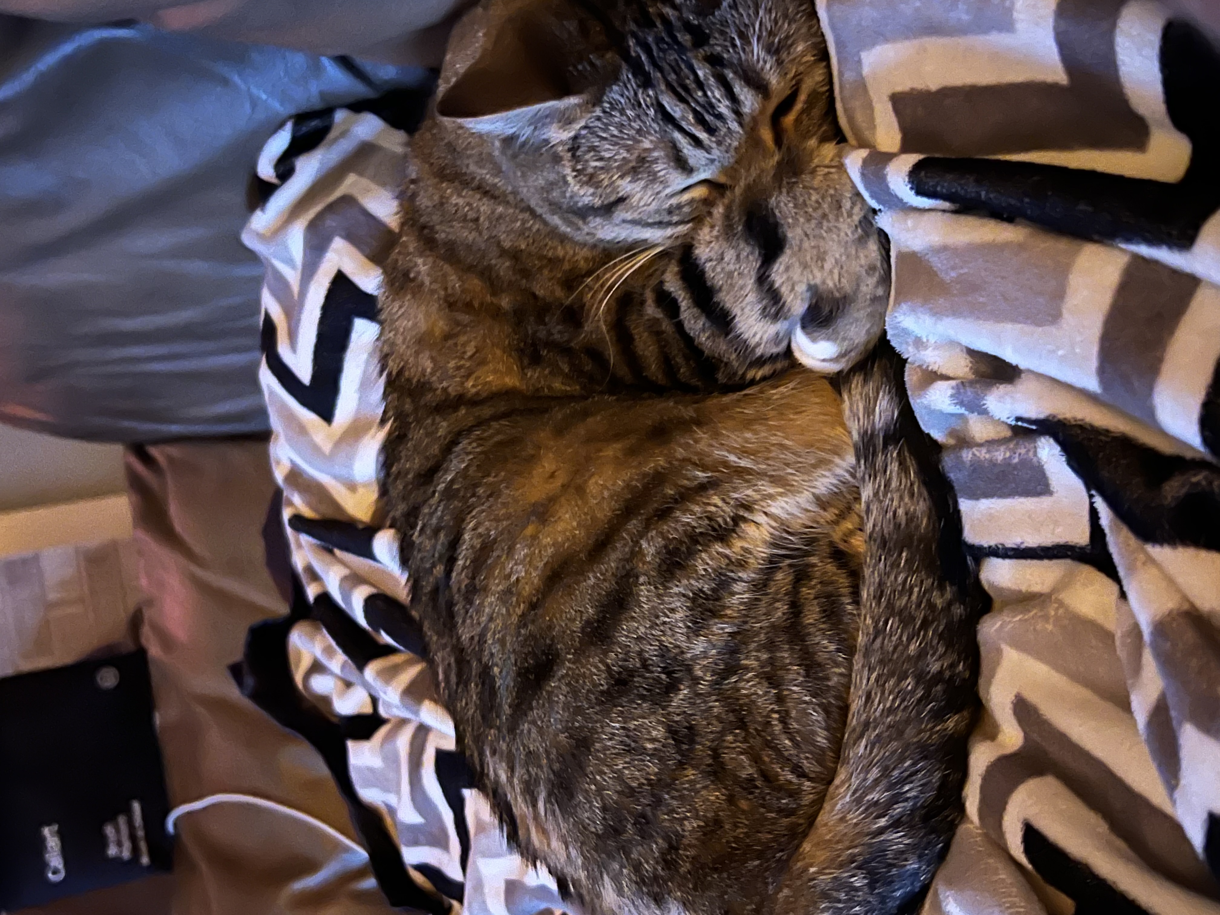 Picture of the Animal Listed