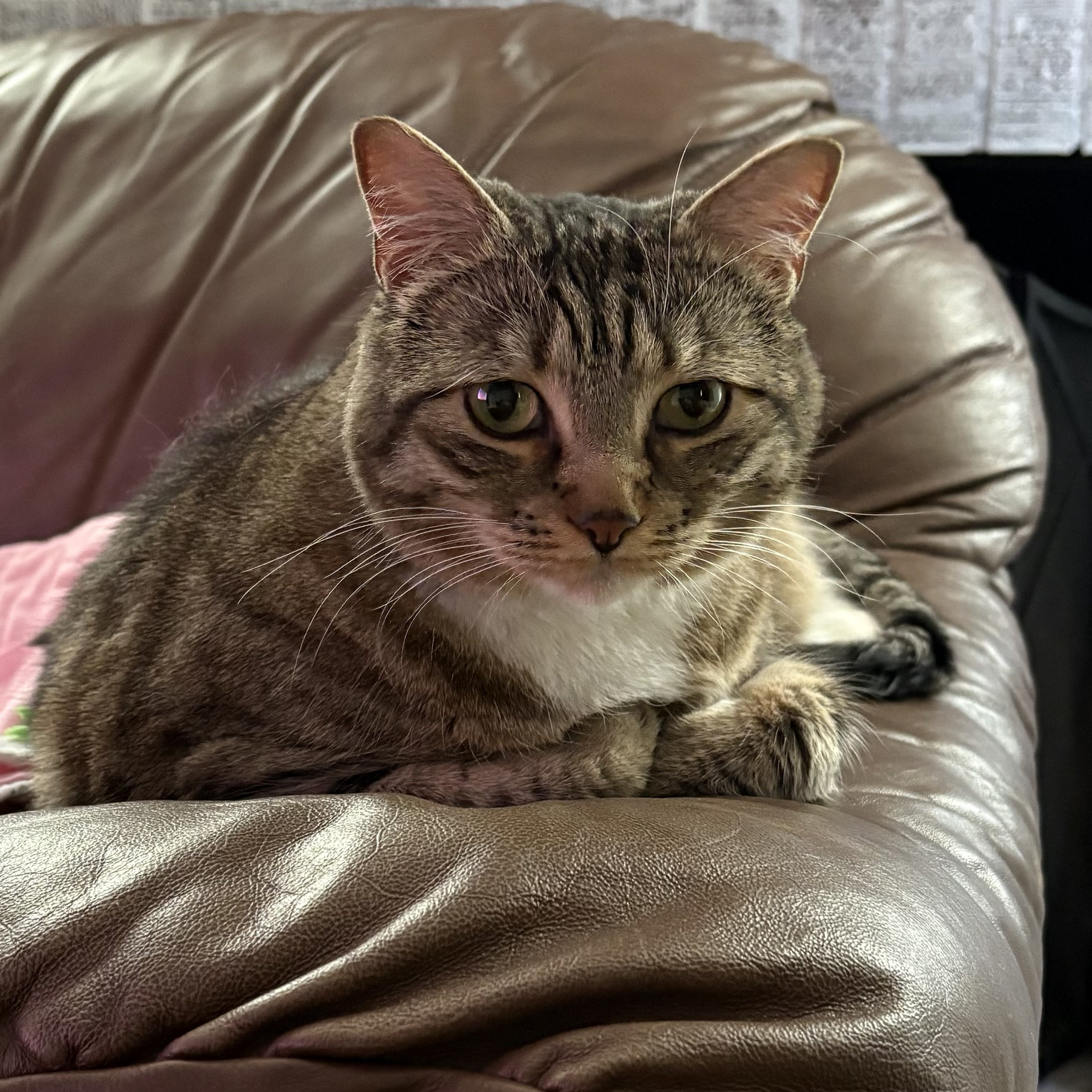 Picture of the Animal Listed