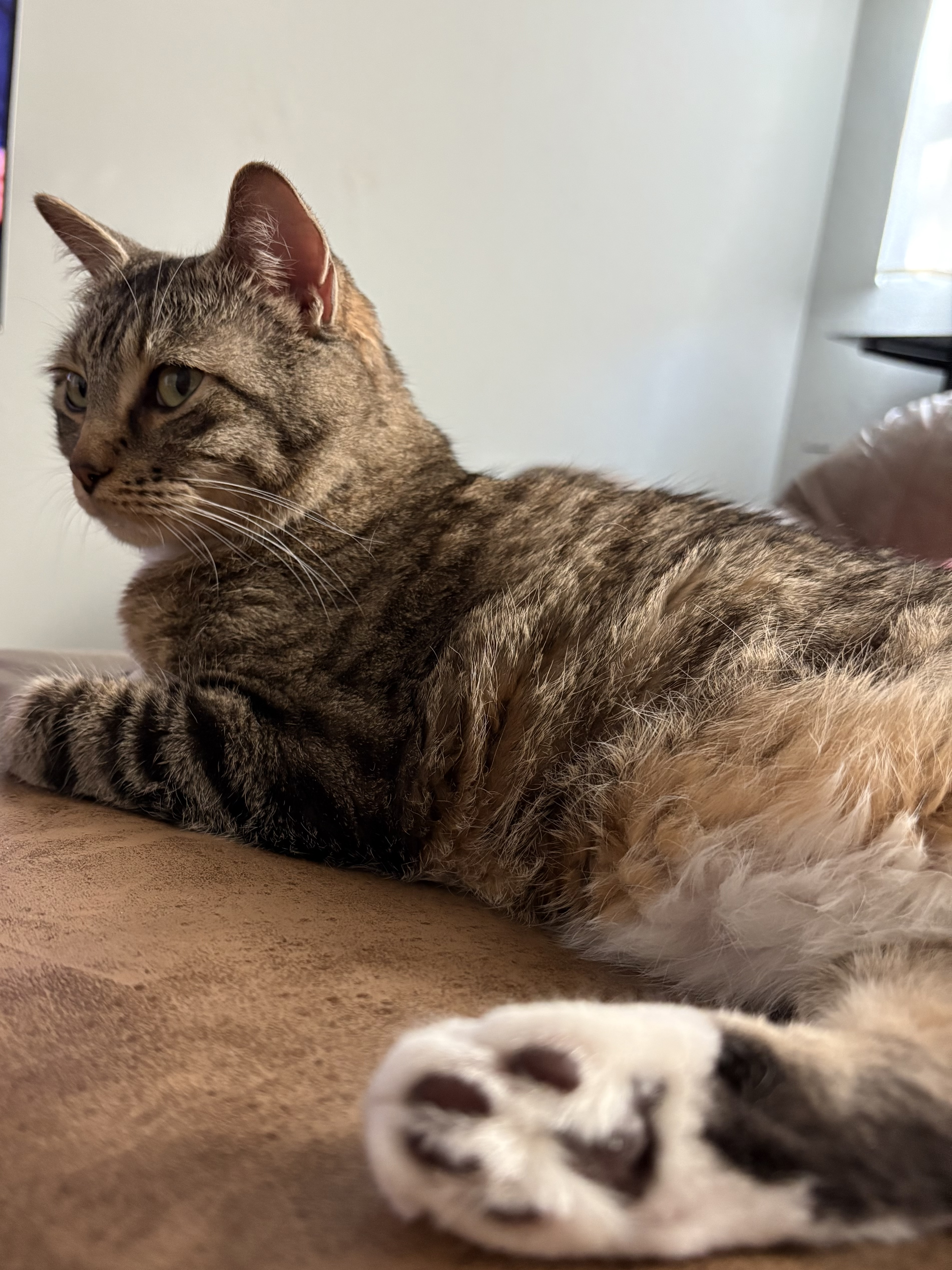 Picture of the Animal Listed