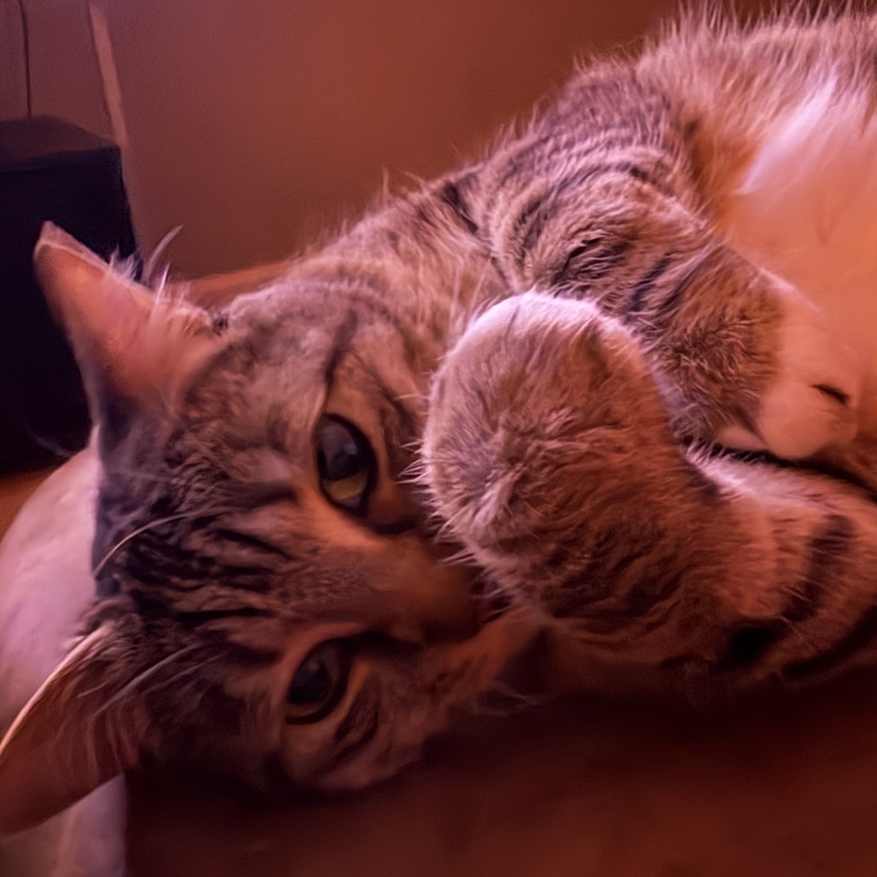 Picture of the Animal Listed