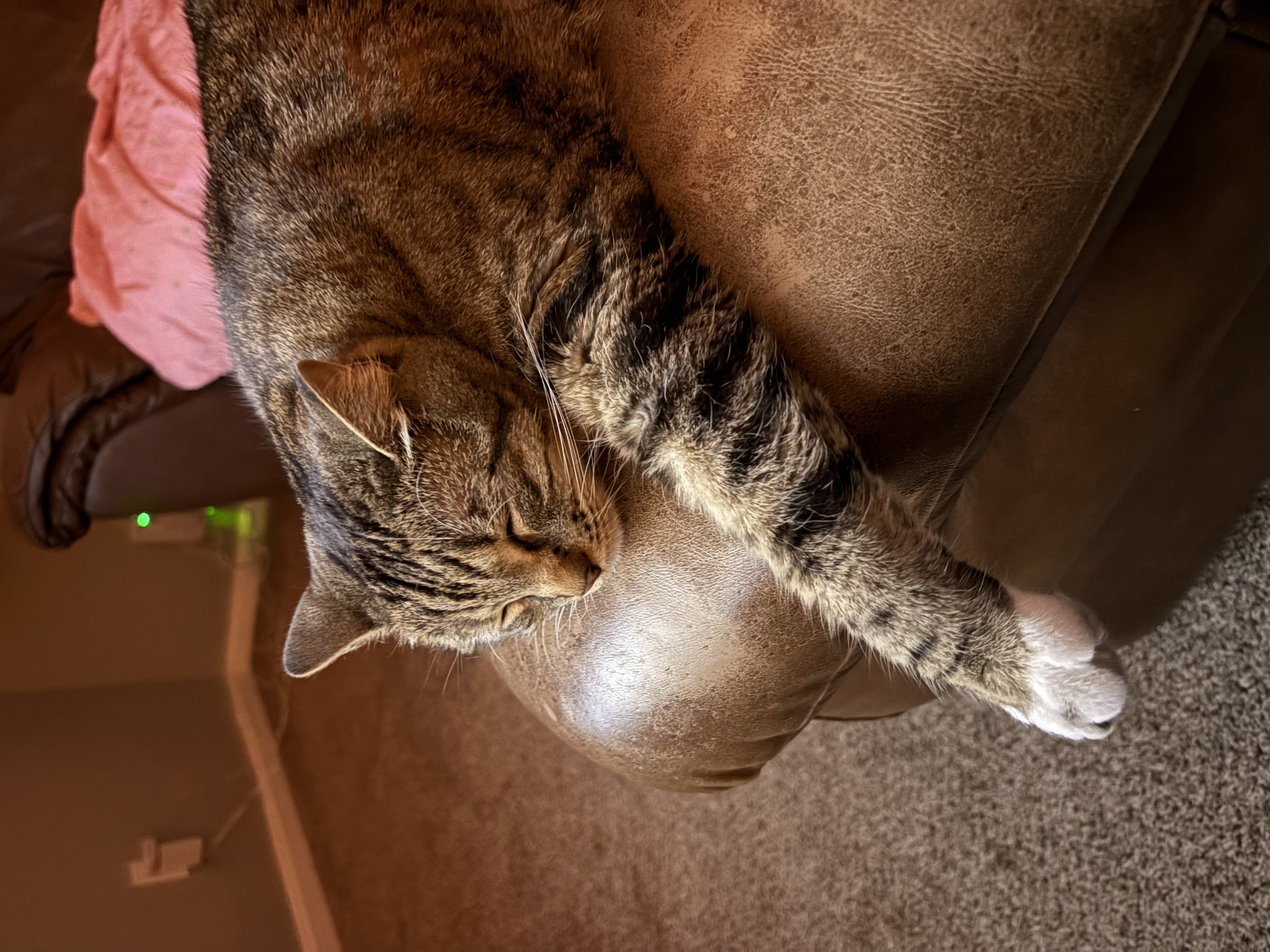 Picture of the Animal Listed