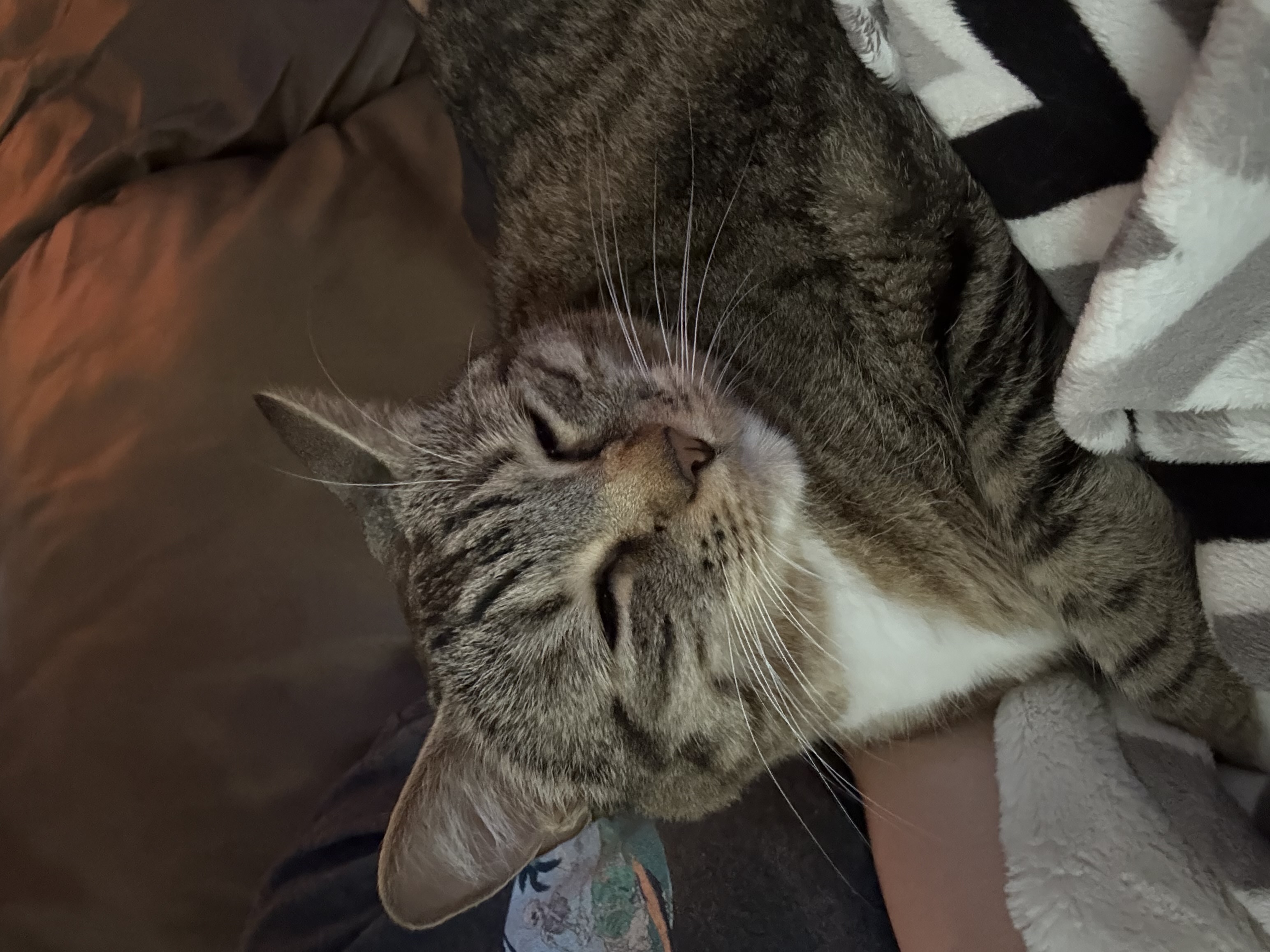 Picture of the Animal Listed