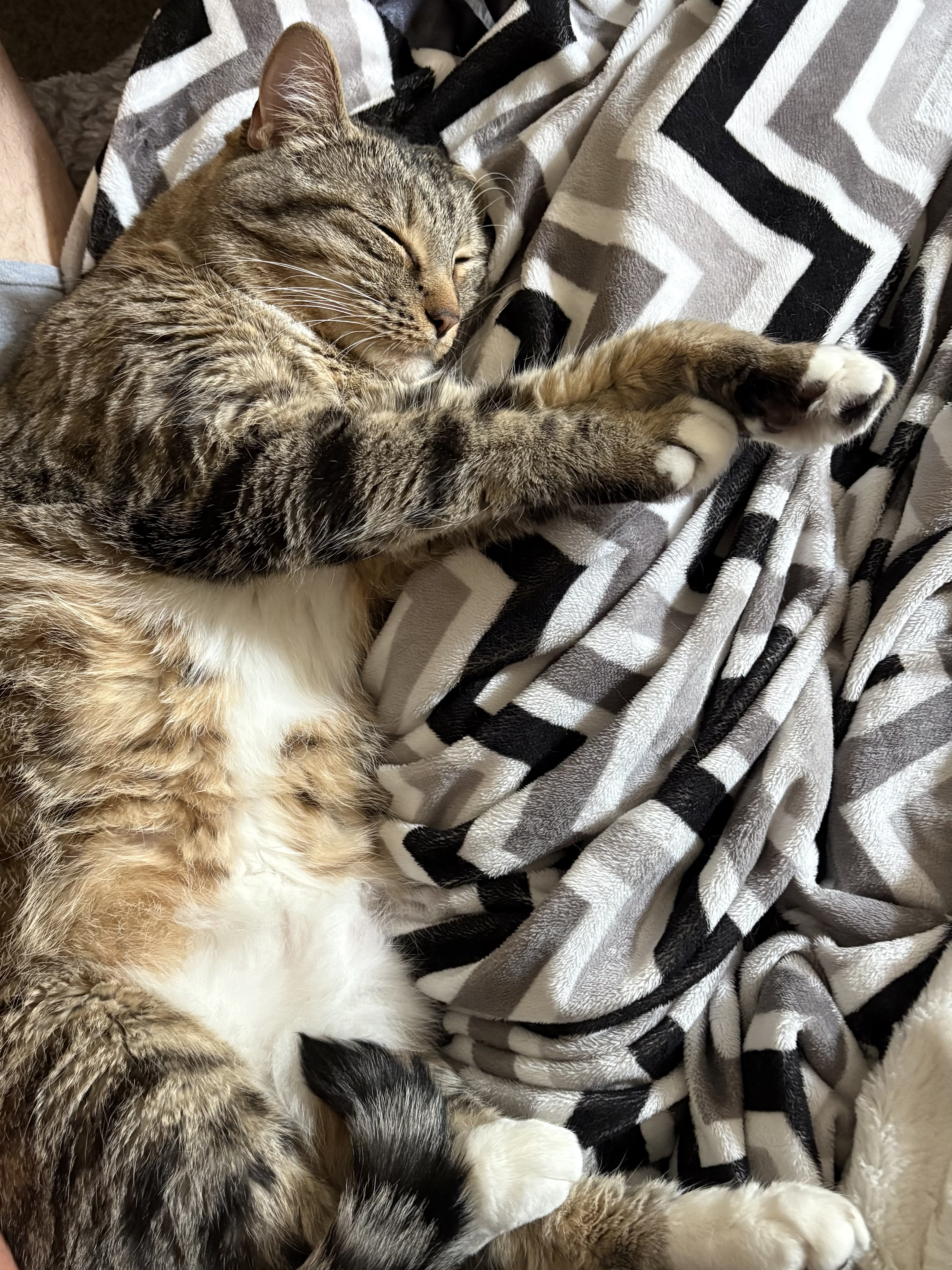 Picture of the Animal Listed