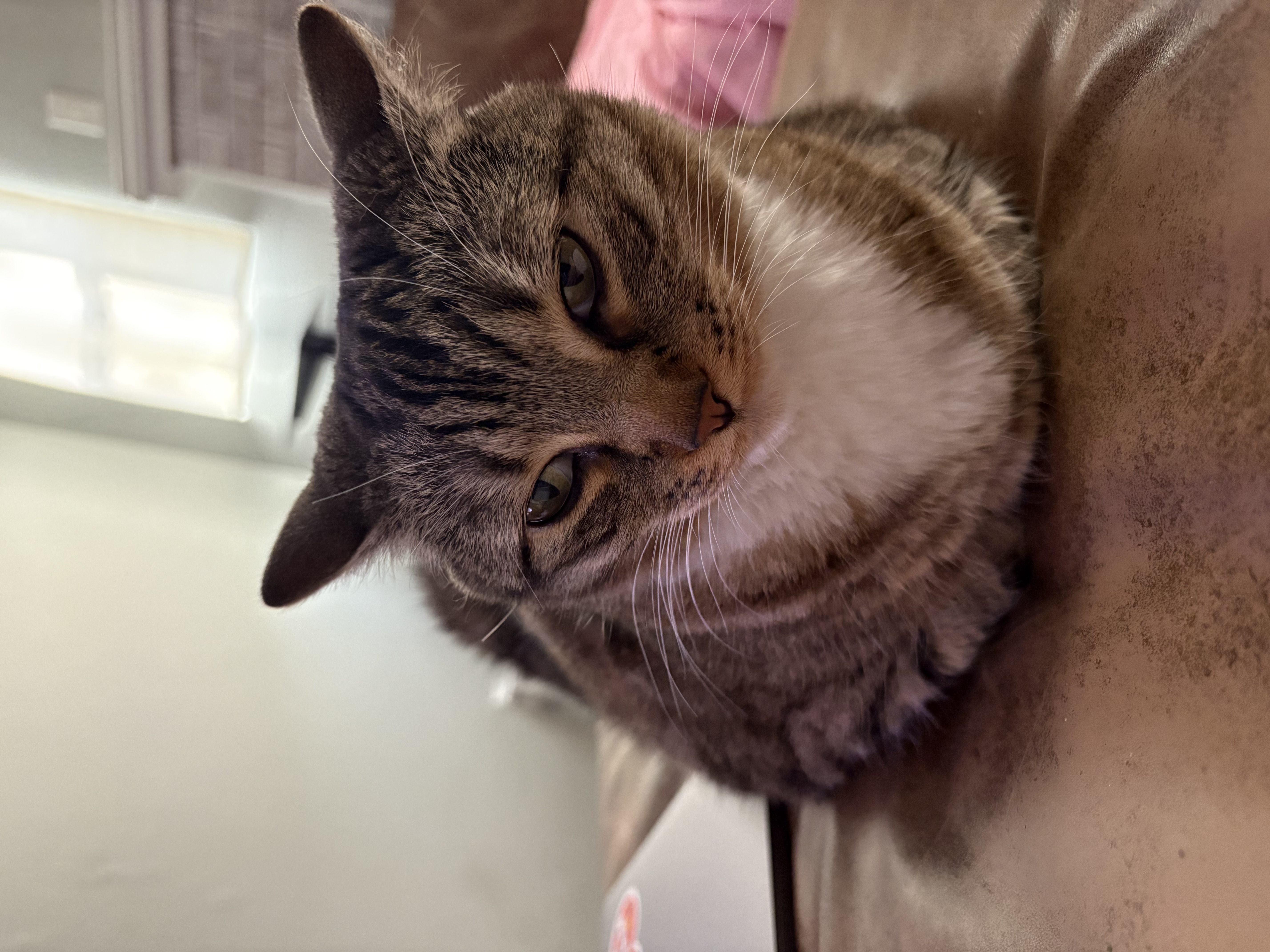 Picture of the Animal Listed