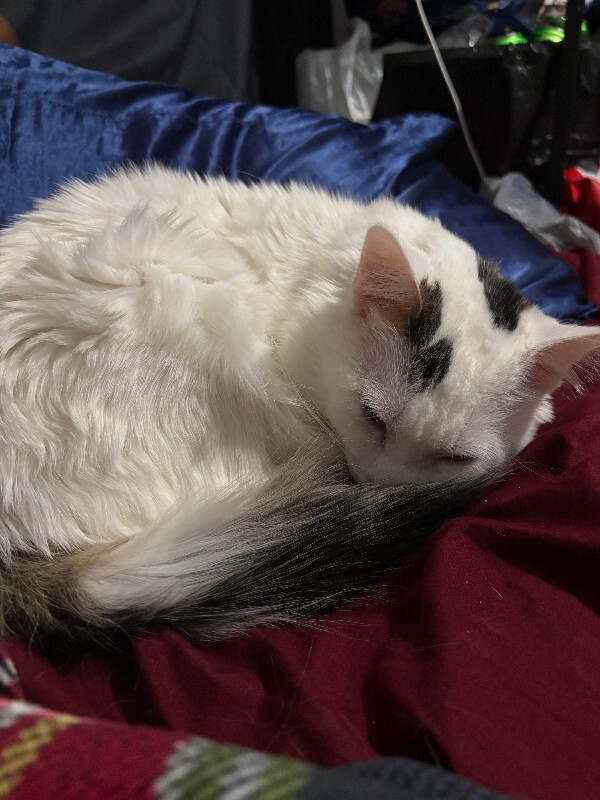 Picture of the Animal Listed