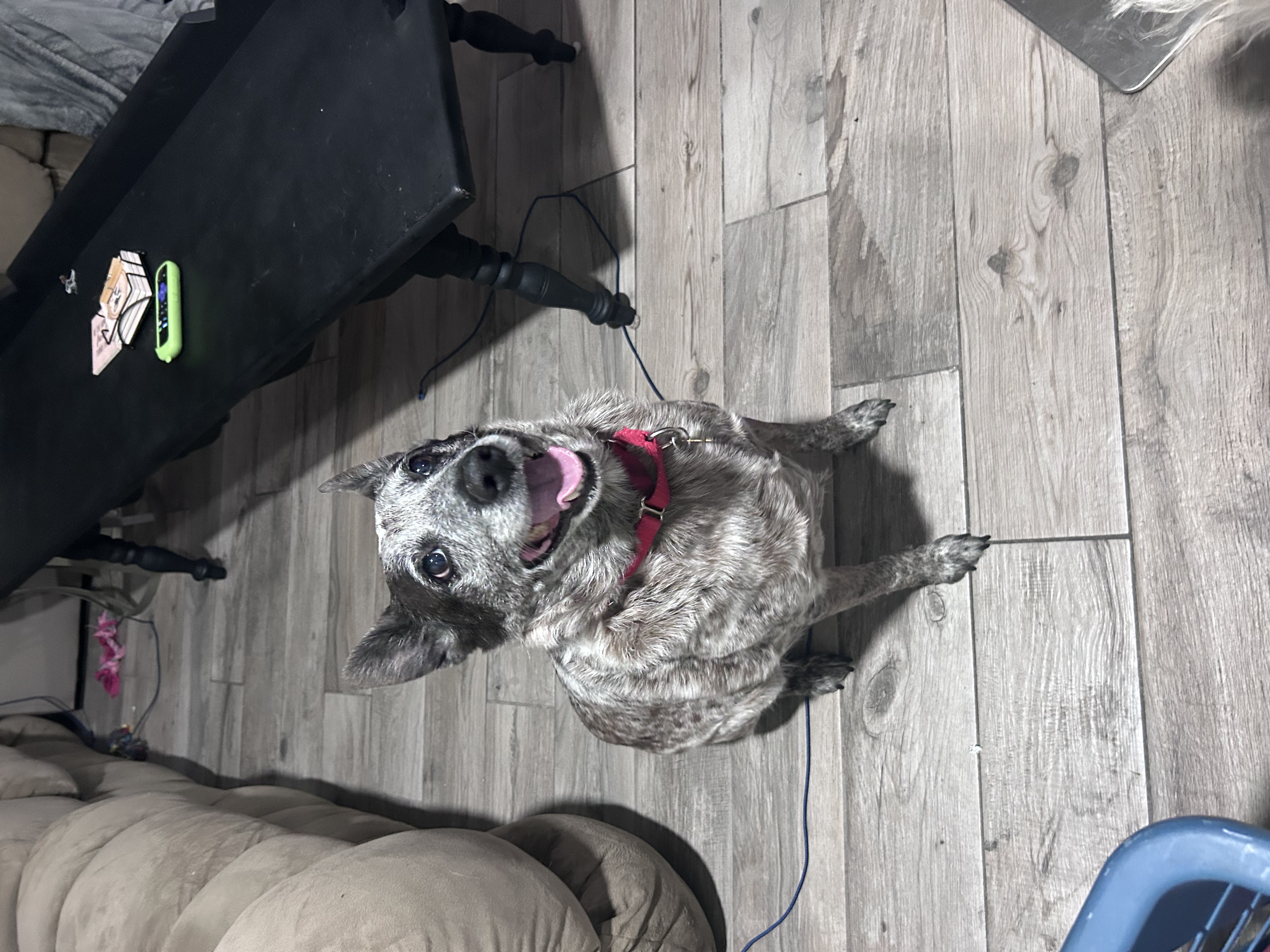 Picture of the Animal Listed