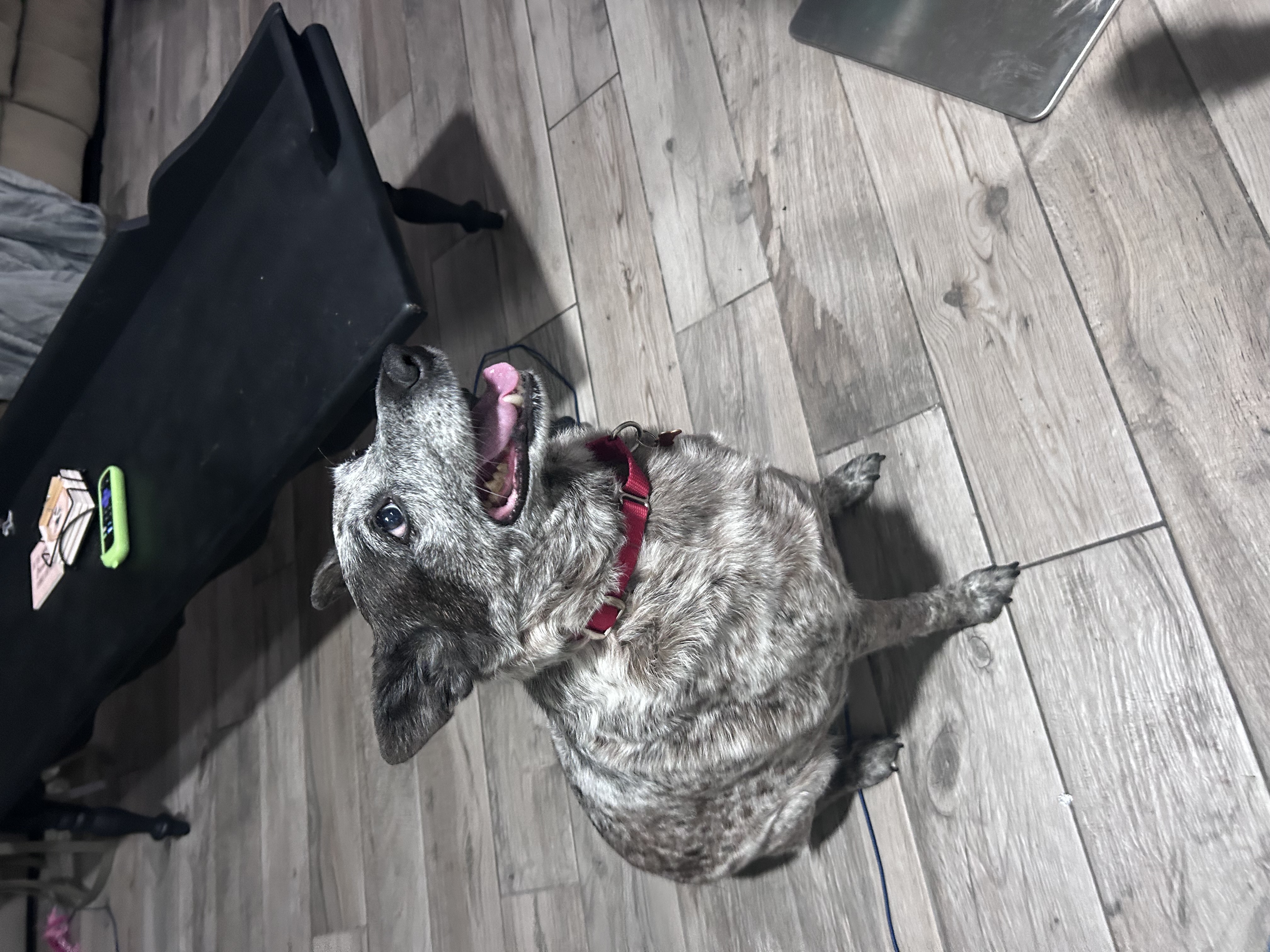 Picture of the Animal Listed