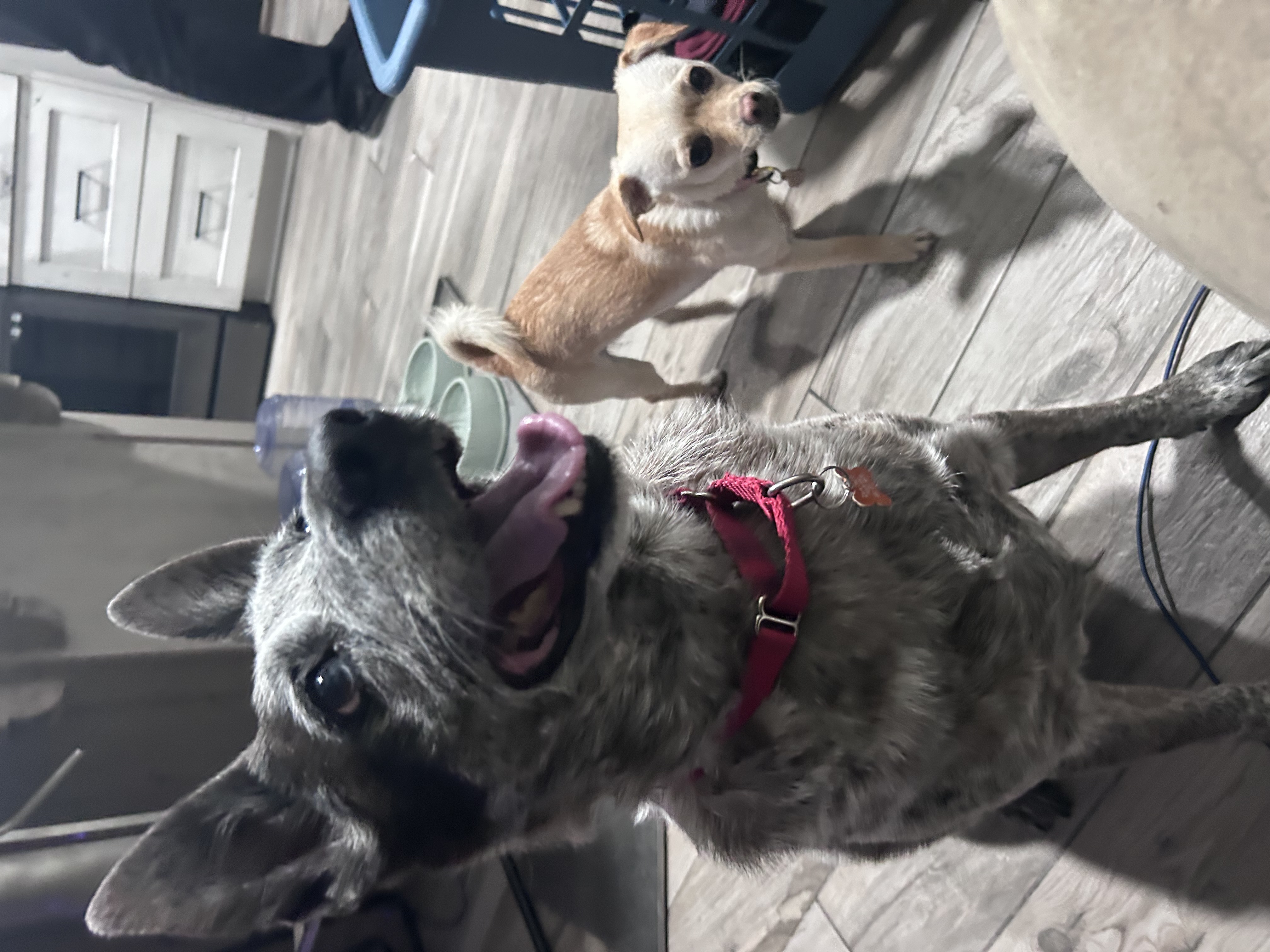 Picture of the Animal Listed