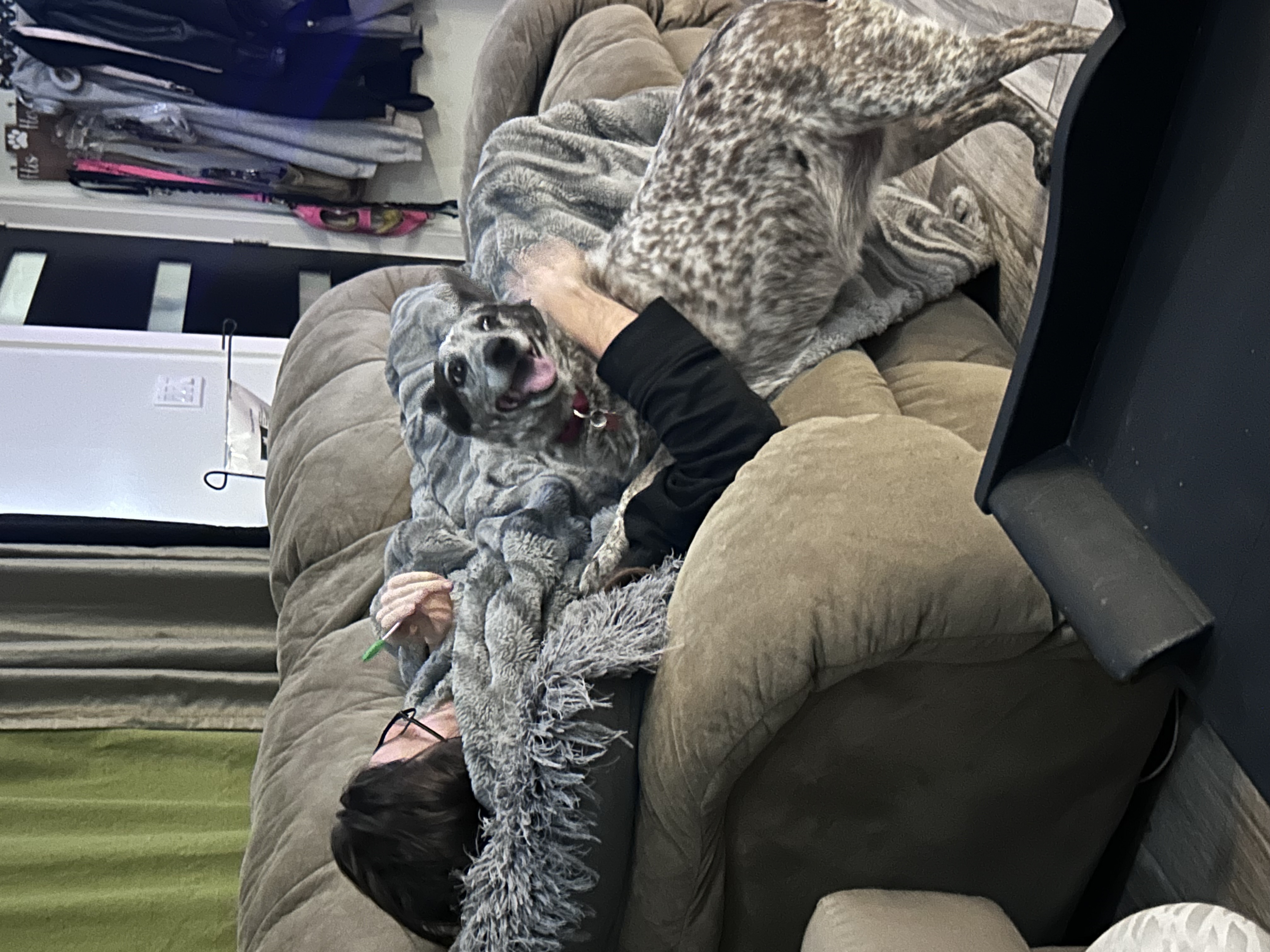 Picture of the Animal Listed