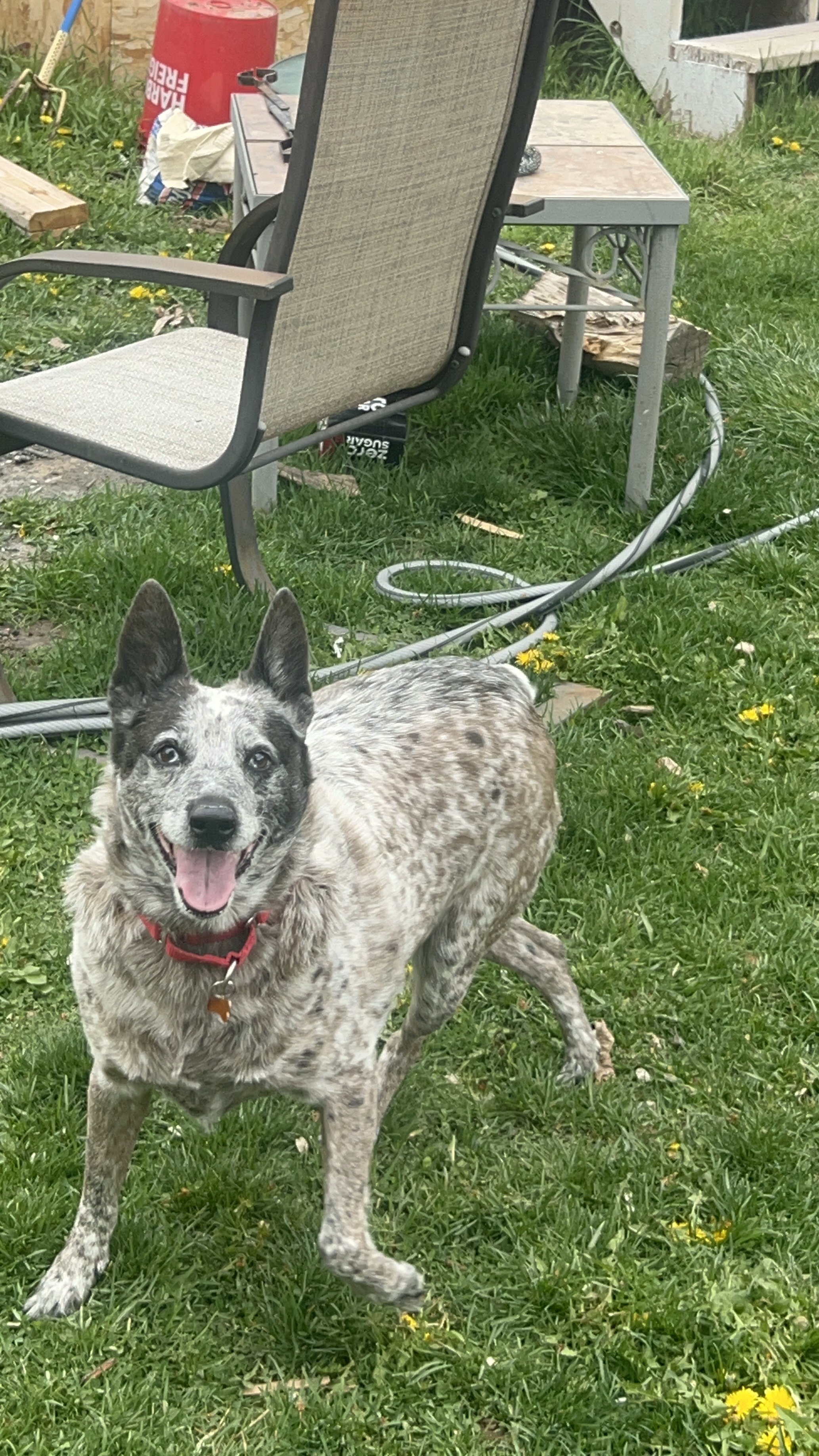 Picture of the Animal Listed