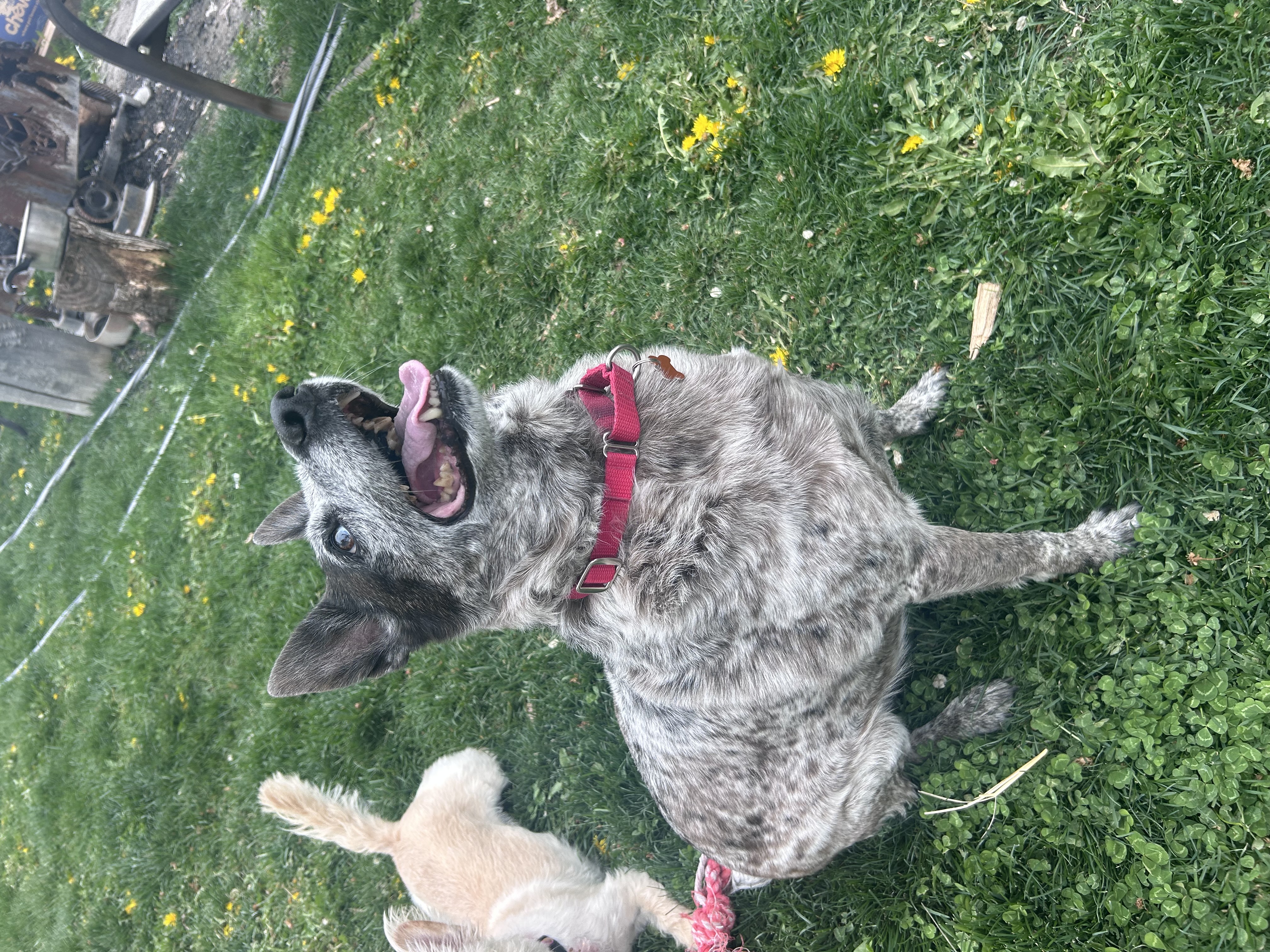 Picture of the Animal Listed