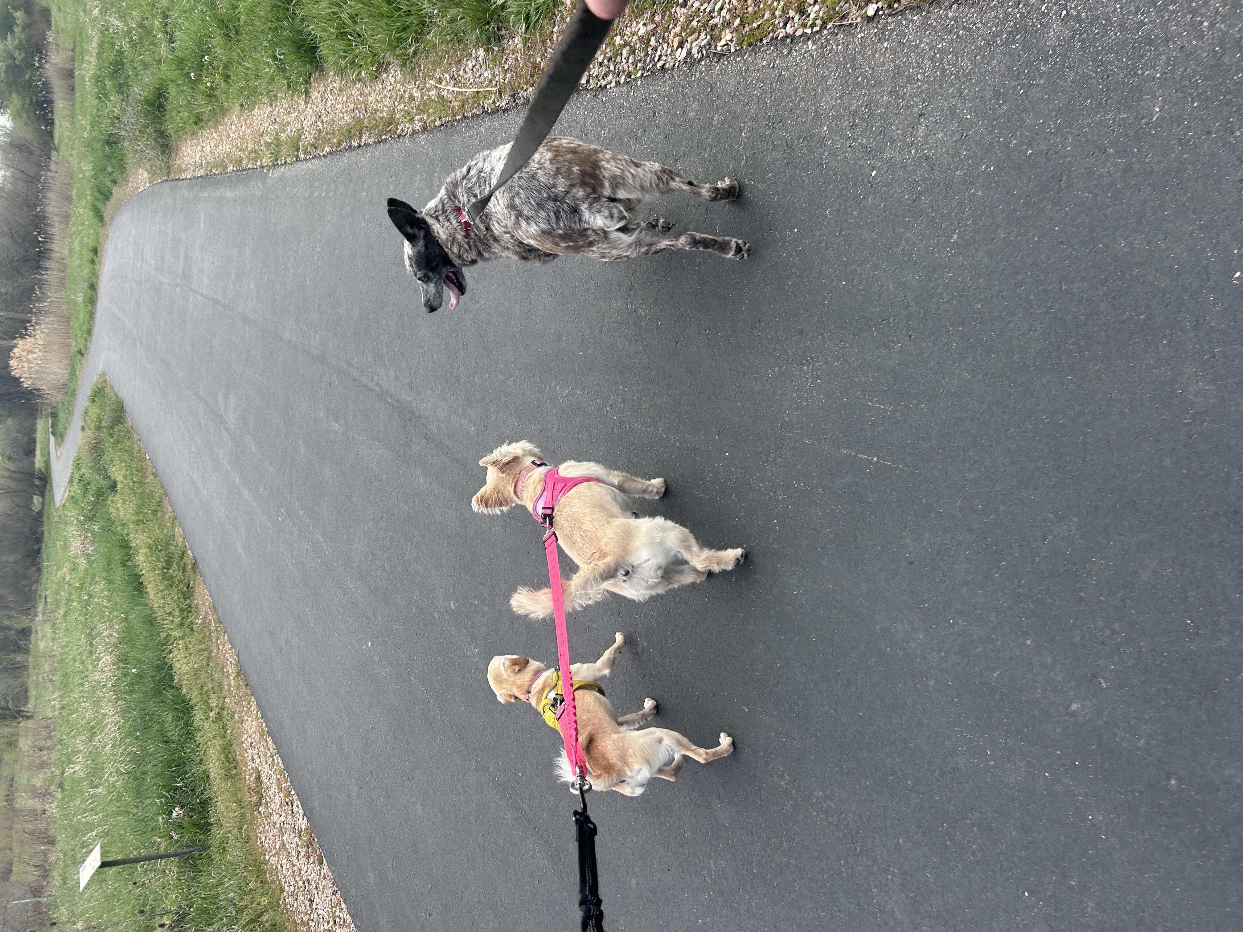 Picture of the Animal Listed