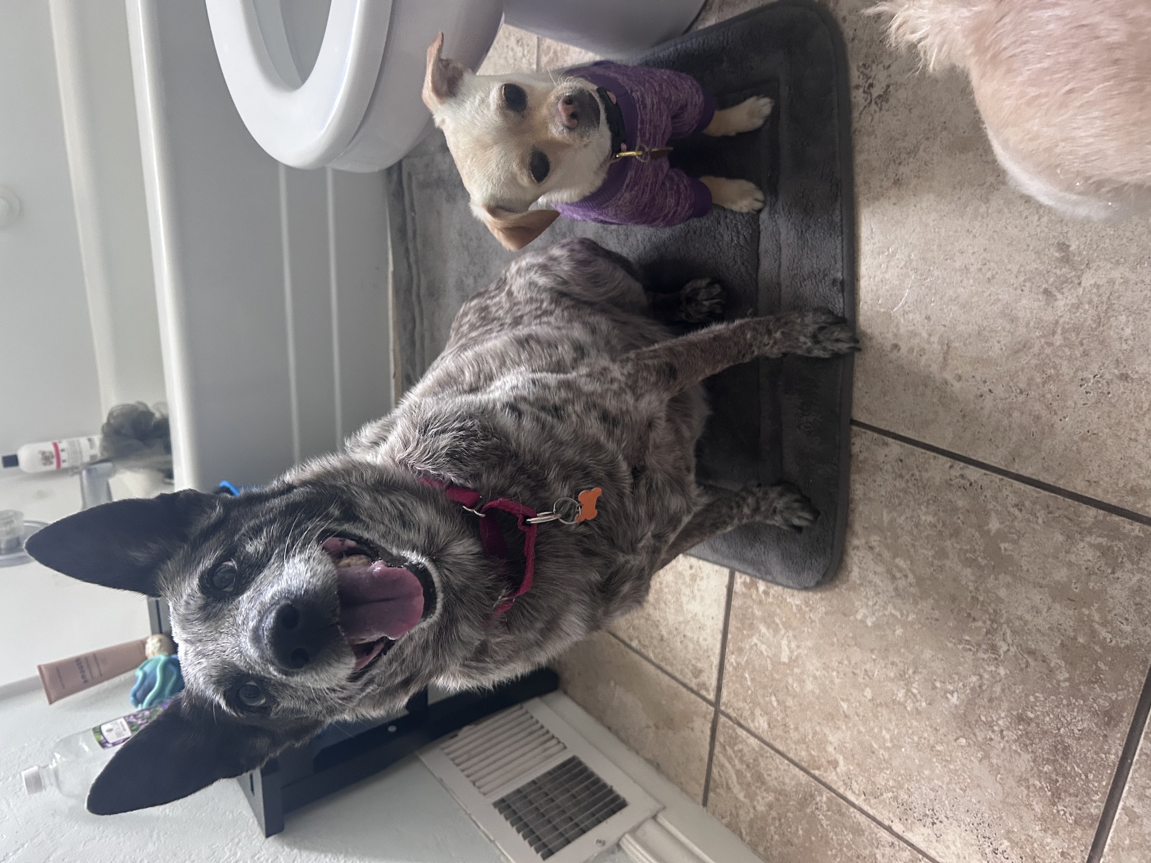 Picture of the Animal Listed