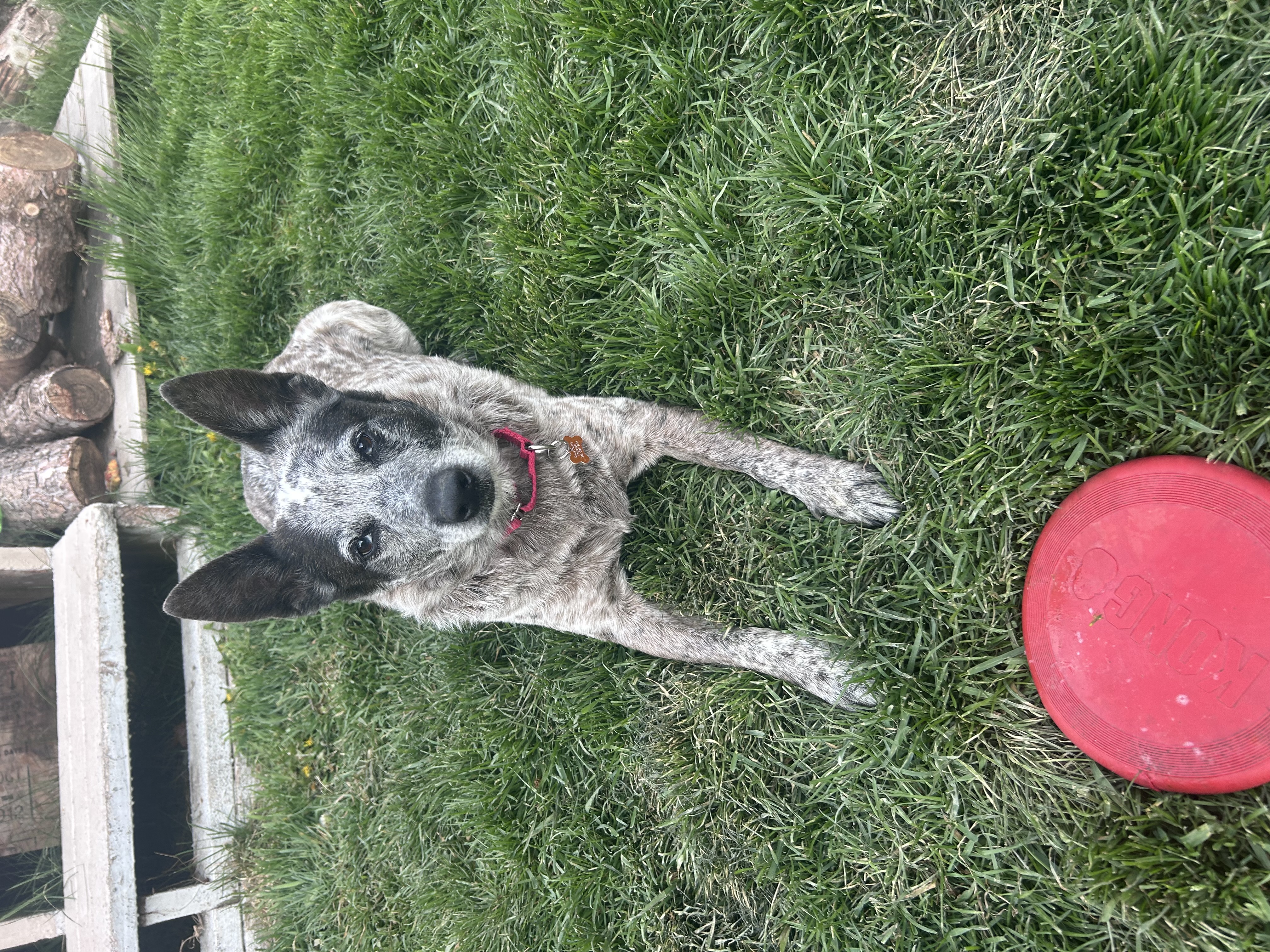 Picture of the Animal Listed