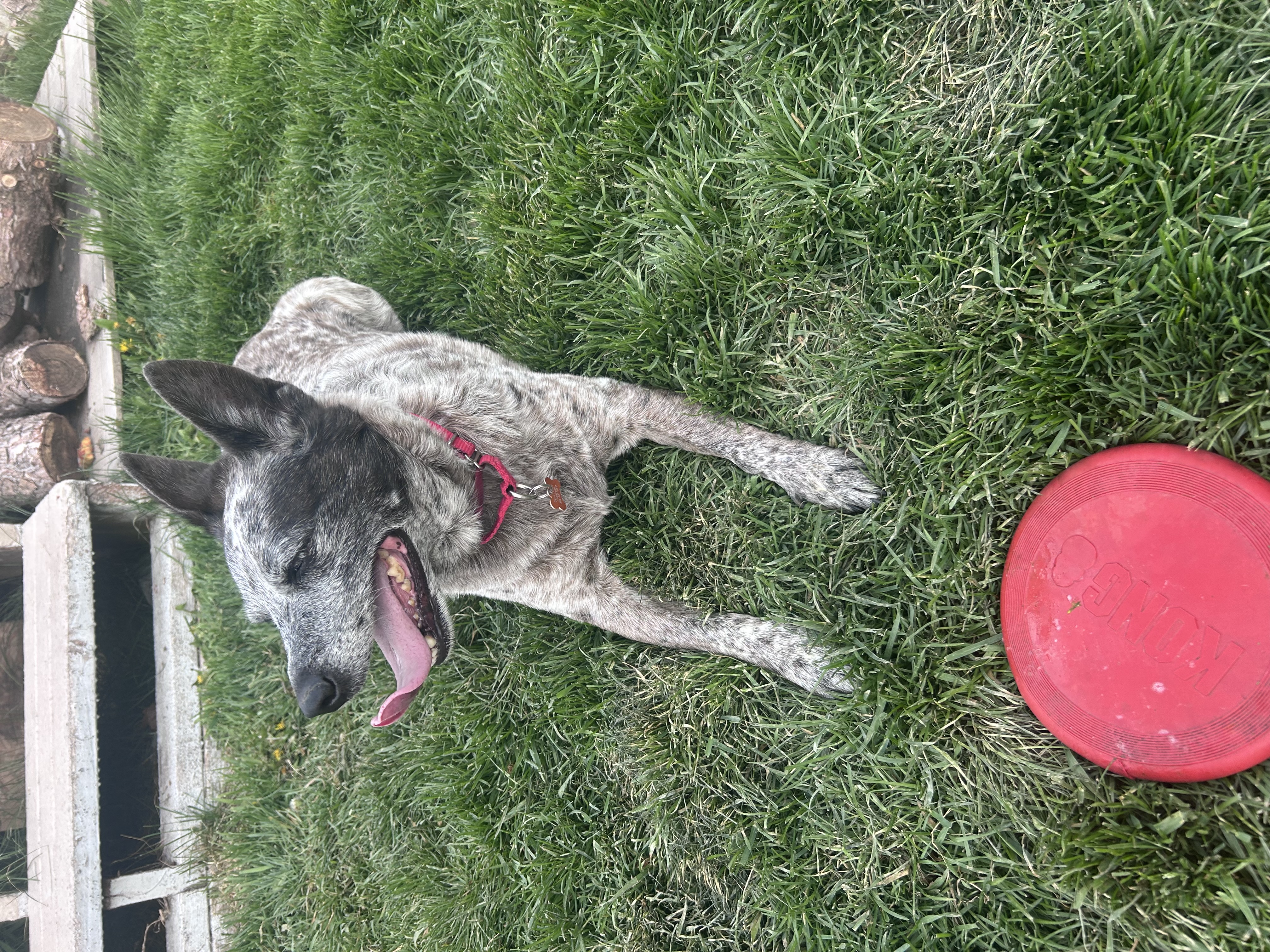 Picture of the Animal Listed