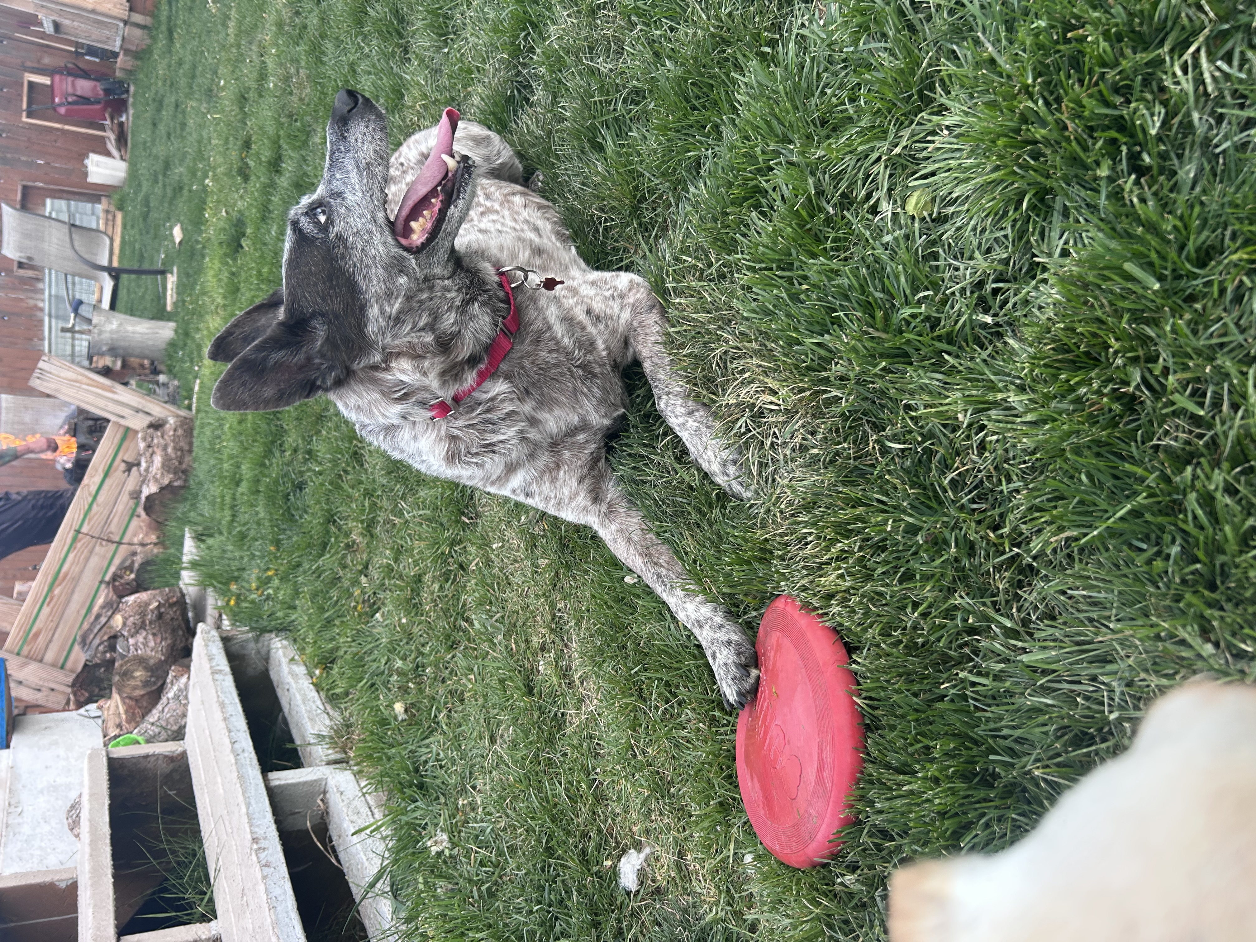 Picture of the Animal Listed