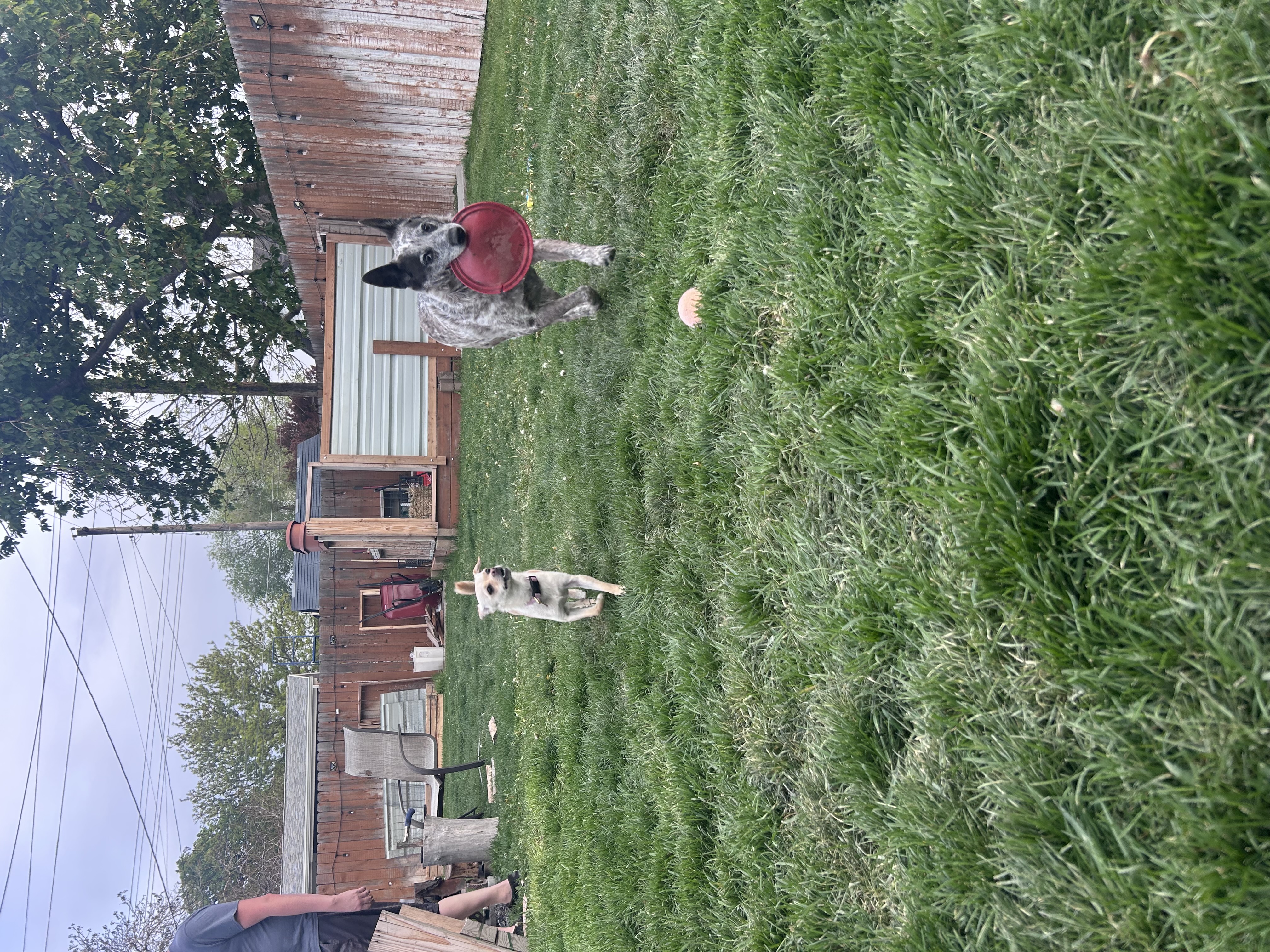 Picture of the Animal Listed