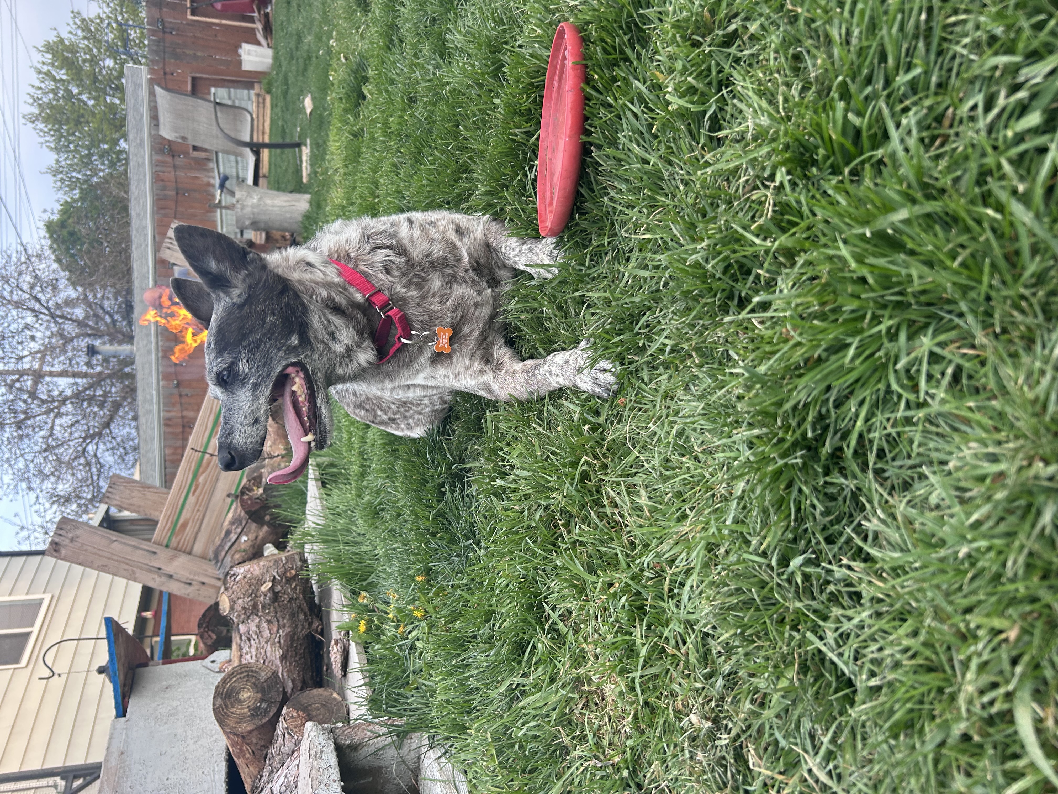 Picture of the Animal Listed