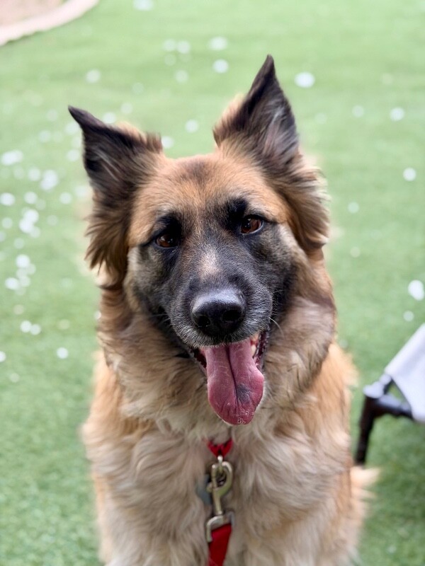 Picture of the Animal Listed