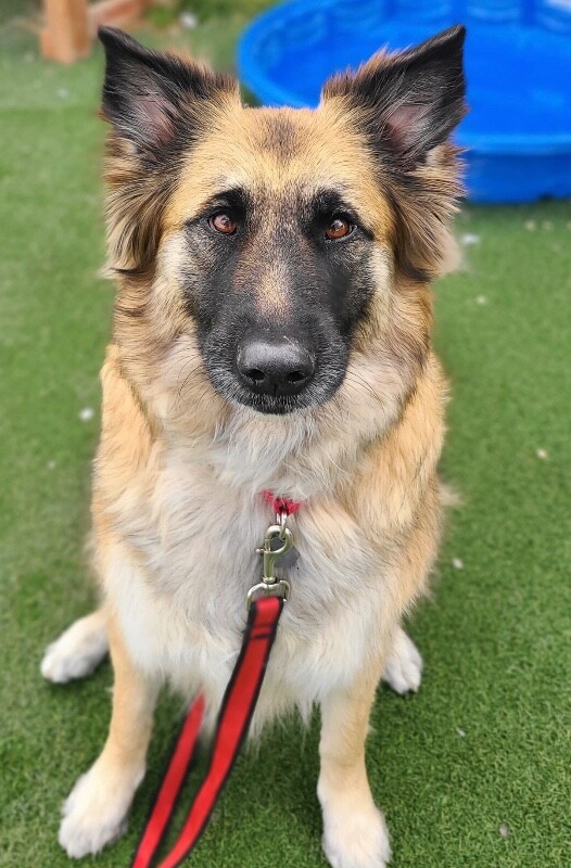 Picture of the Animal Listed