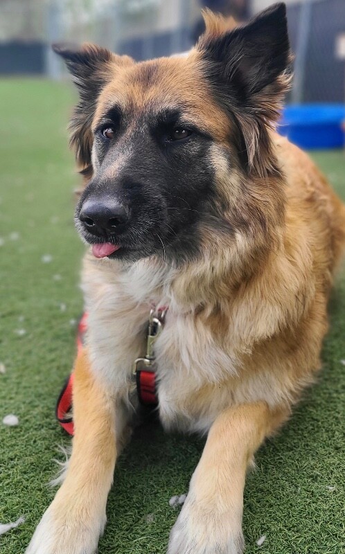 Picture of the Animal Listed