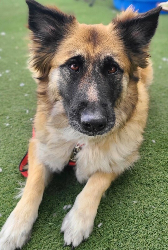 Picture of the Animal Listed