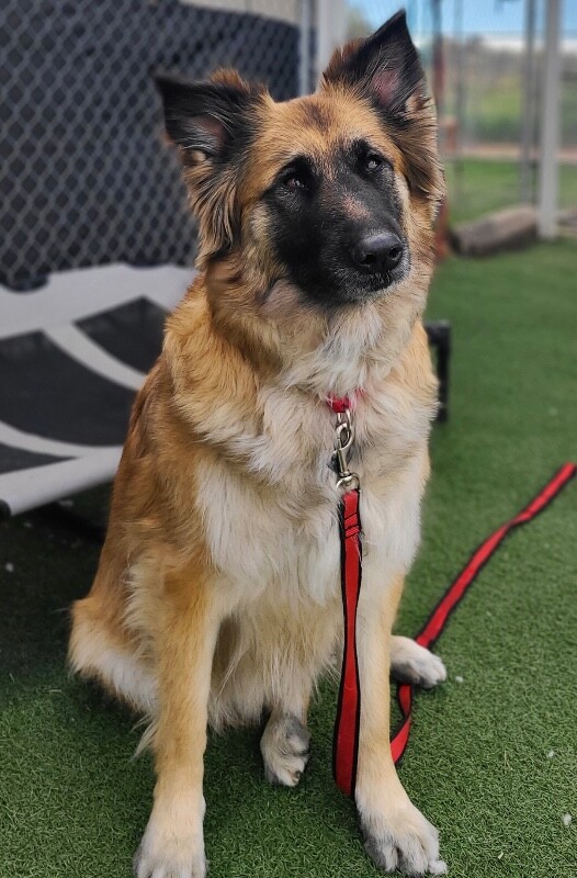 Picture of the Animal Listed