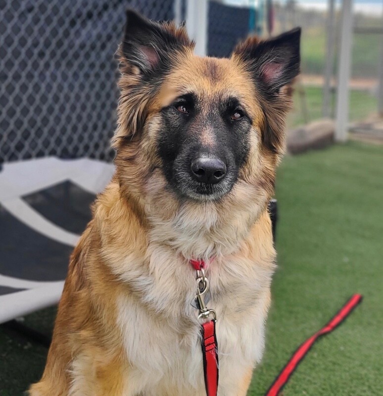 Picture of the Animal Listed