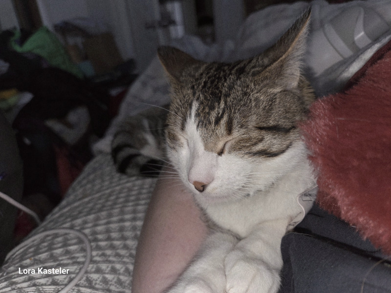 Picture of the Animal Listed