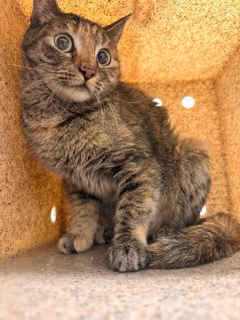 Picture of the Animal Listed