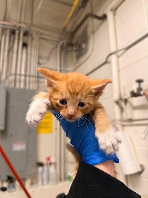 Picture of the Animal Listed