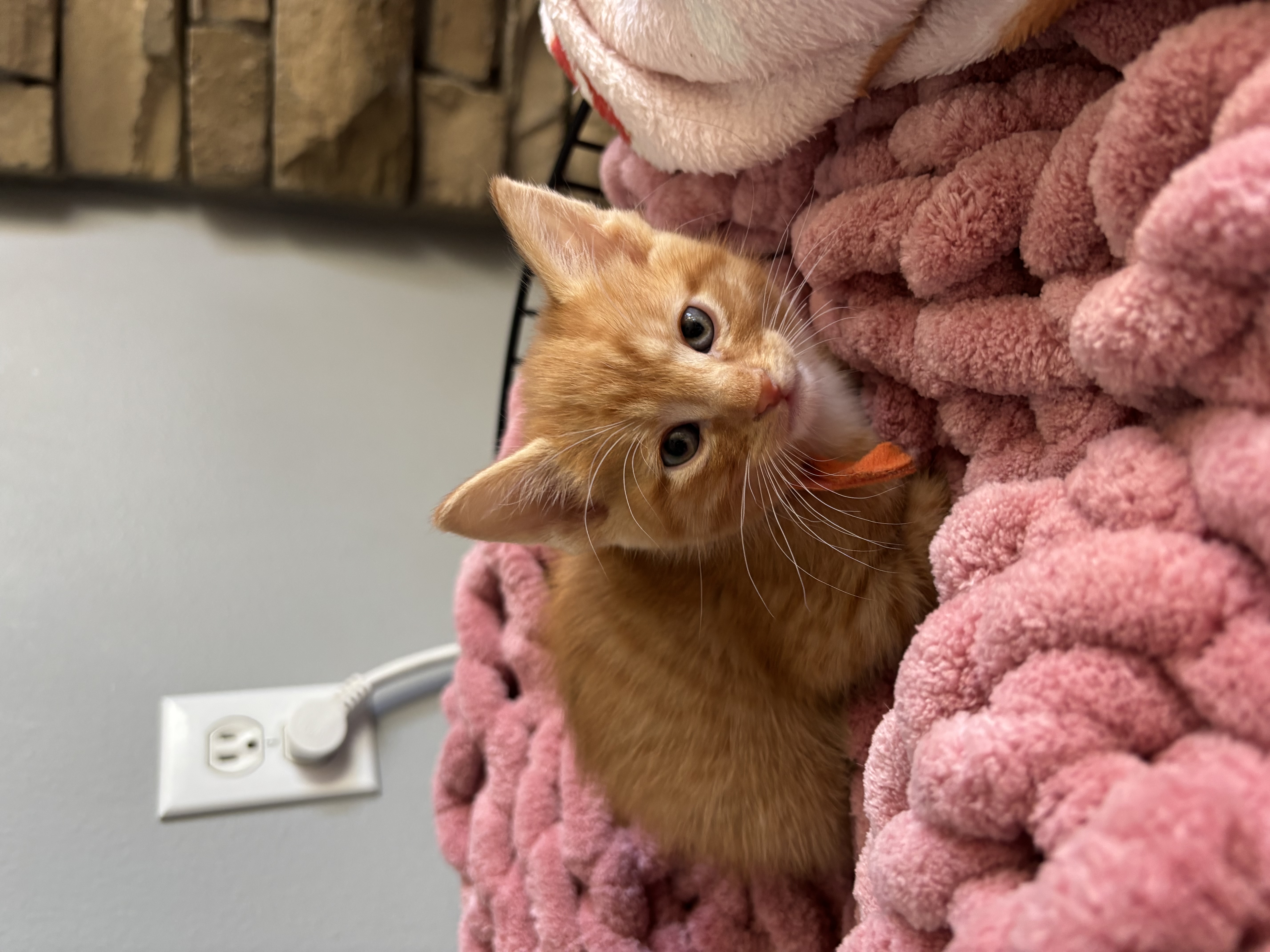 Picture of the Animal Listed