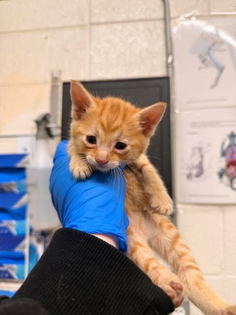 Picture of the Animal Listed