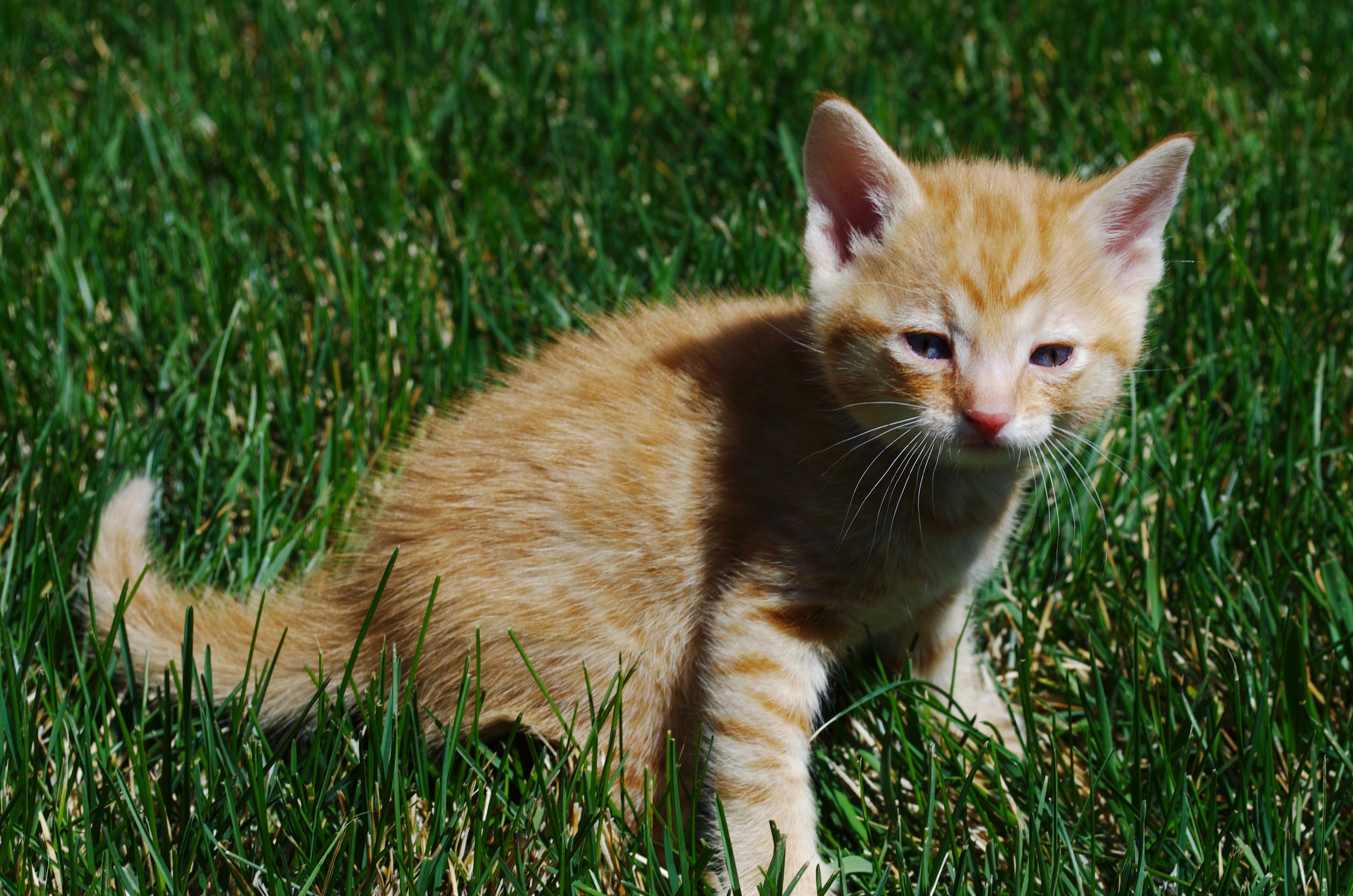 Picture of the Animal Listed