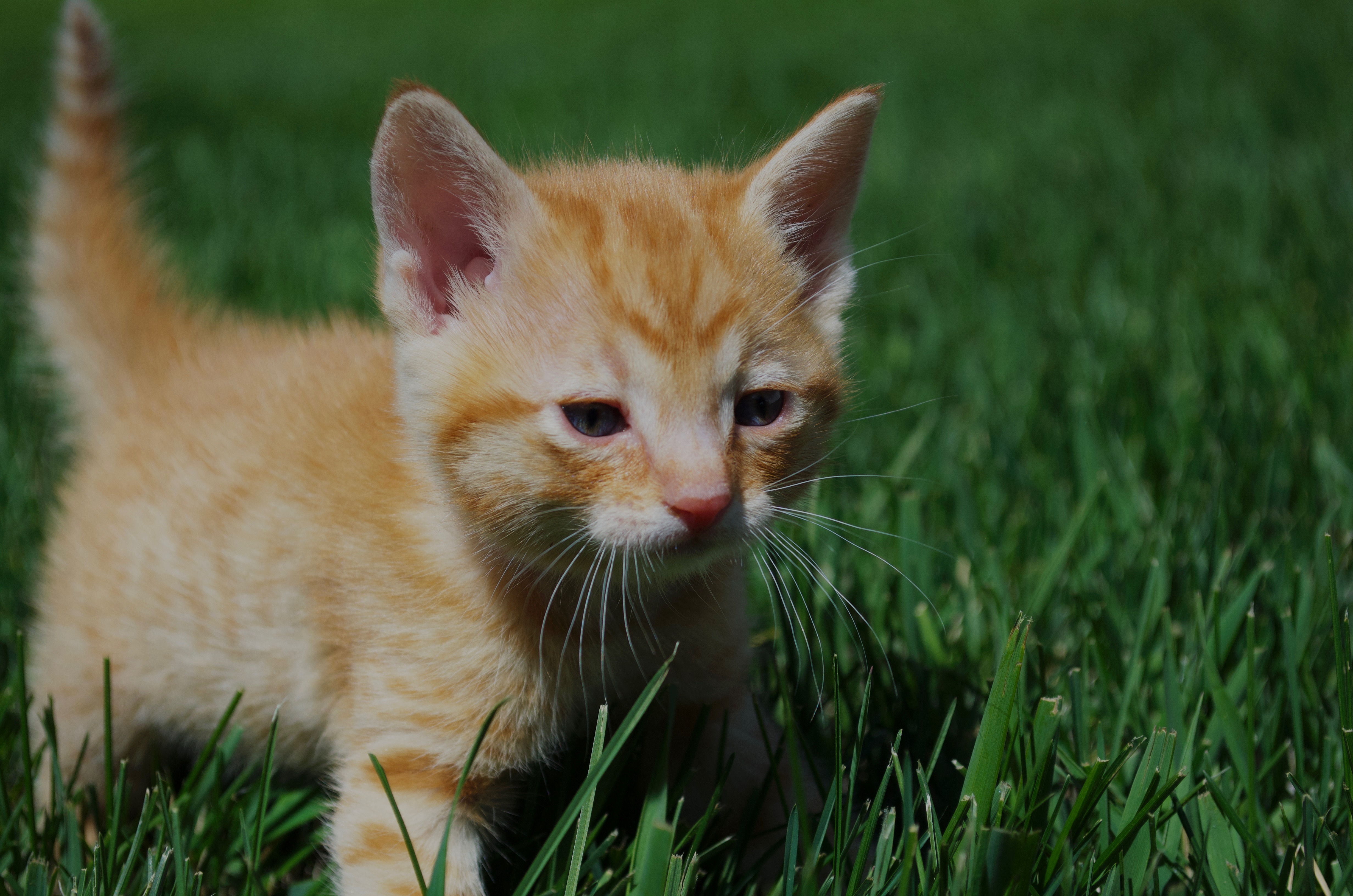 Picture of the Animal Listed