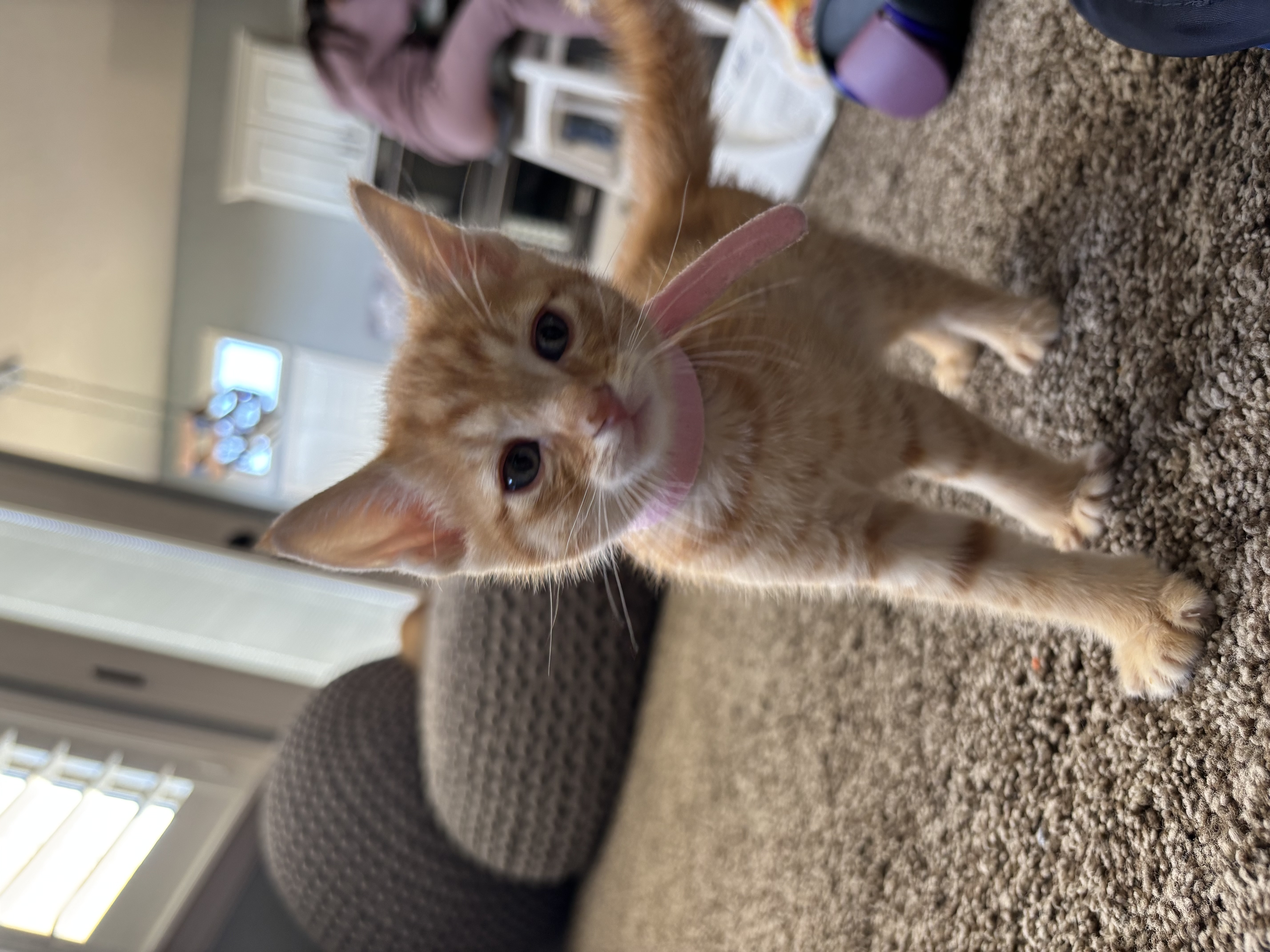 Picture of the Animal Listed