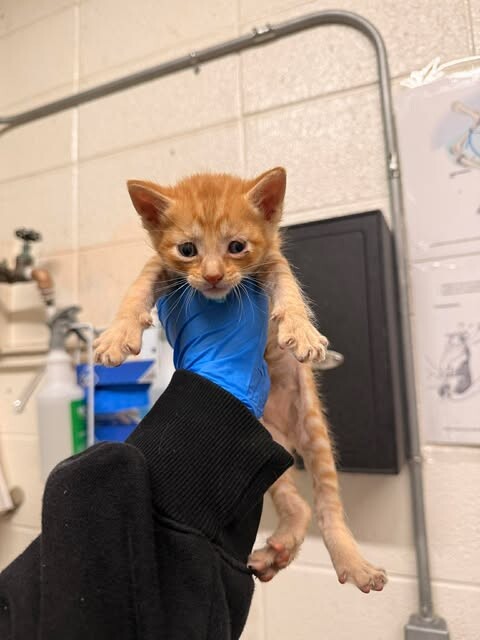 Picture of the Animal Listed