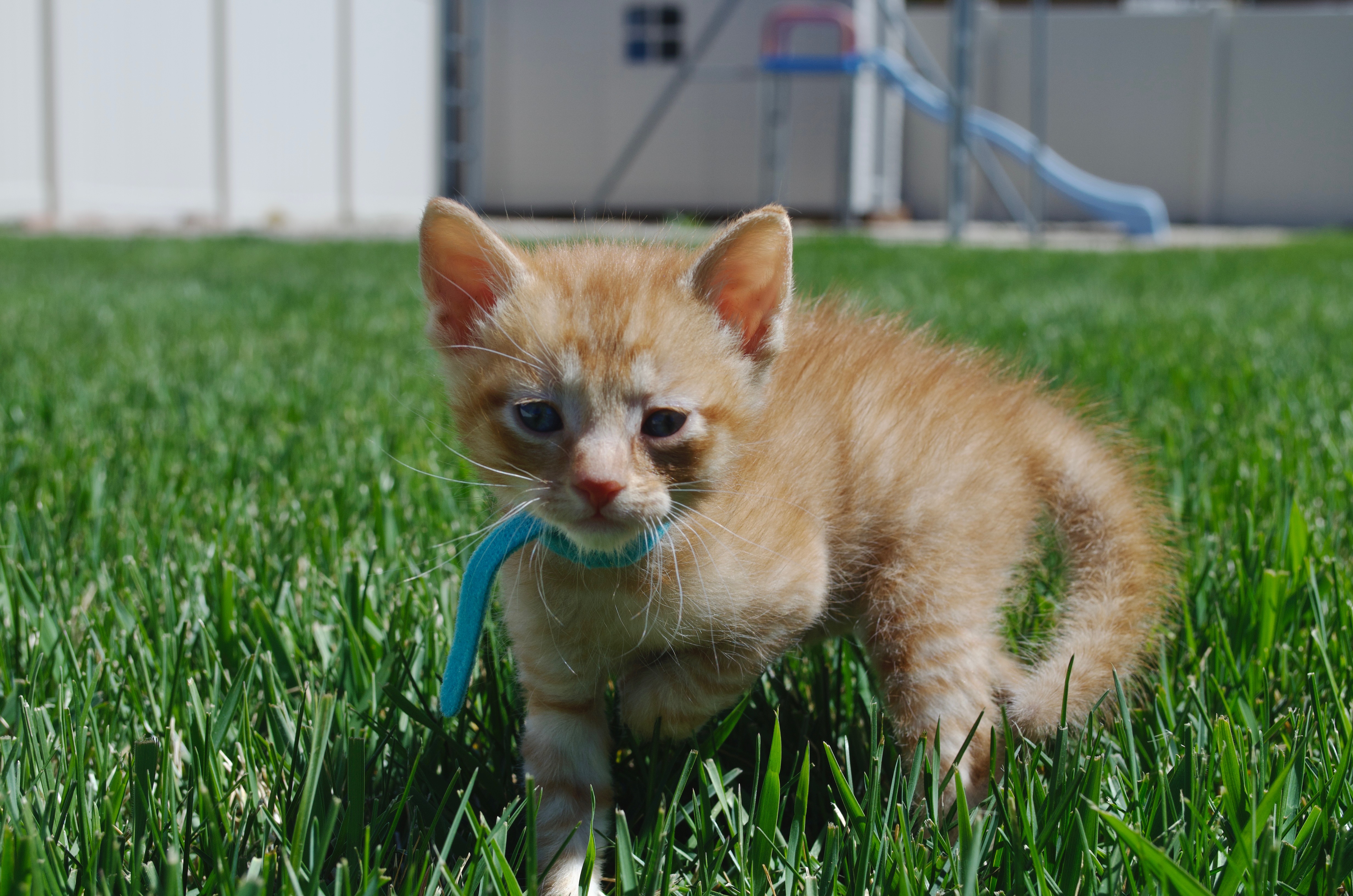 Picture of the Animal Listed