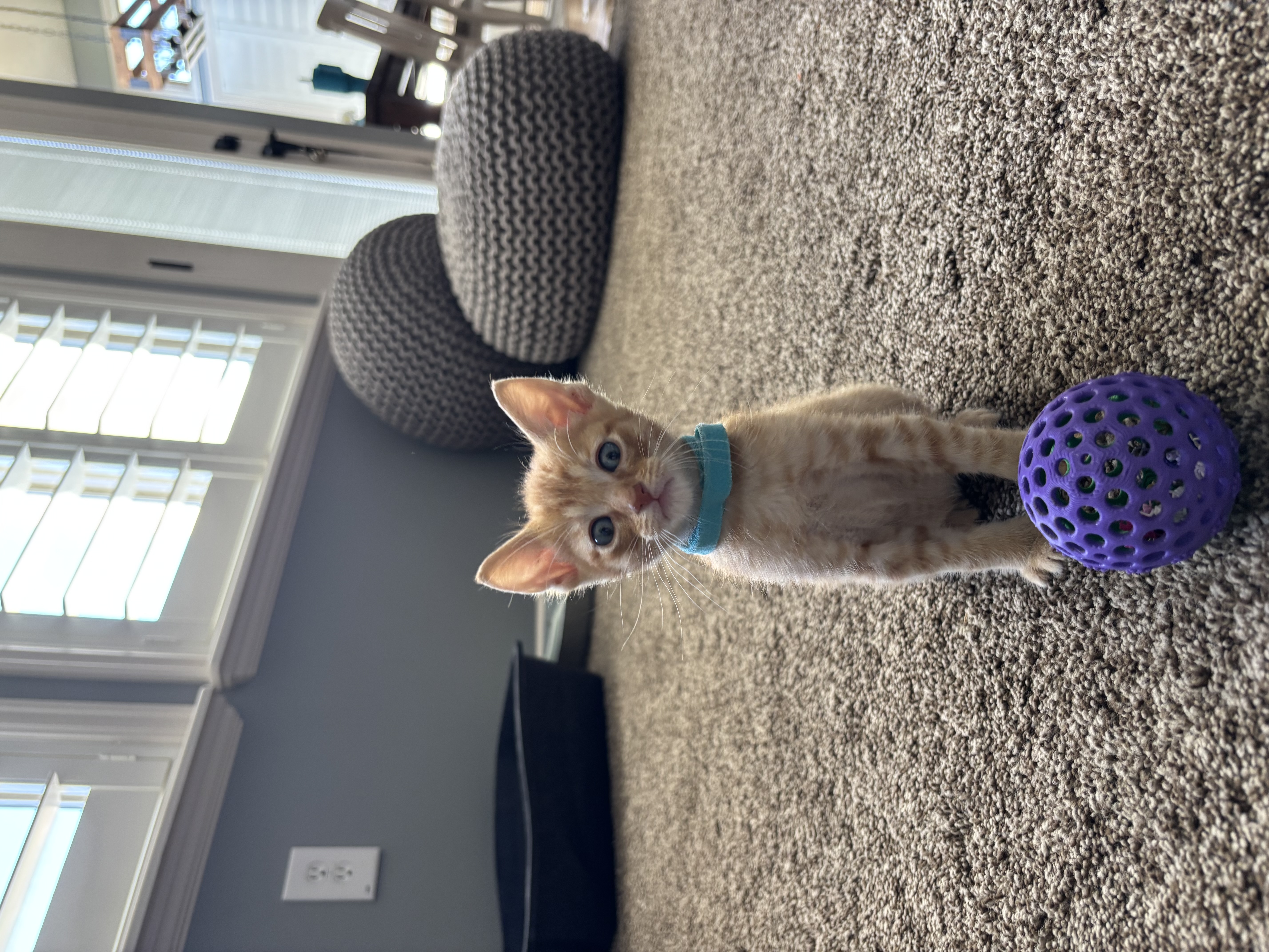 Picture of the Animal Listed