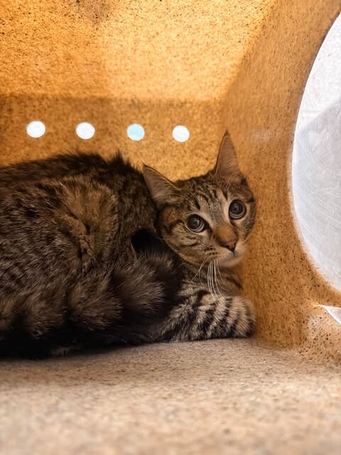 Picture of the Animal Listed