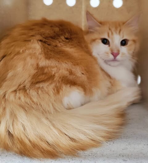 Picture of the Animal Listed